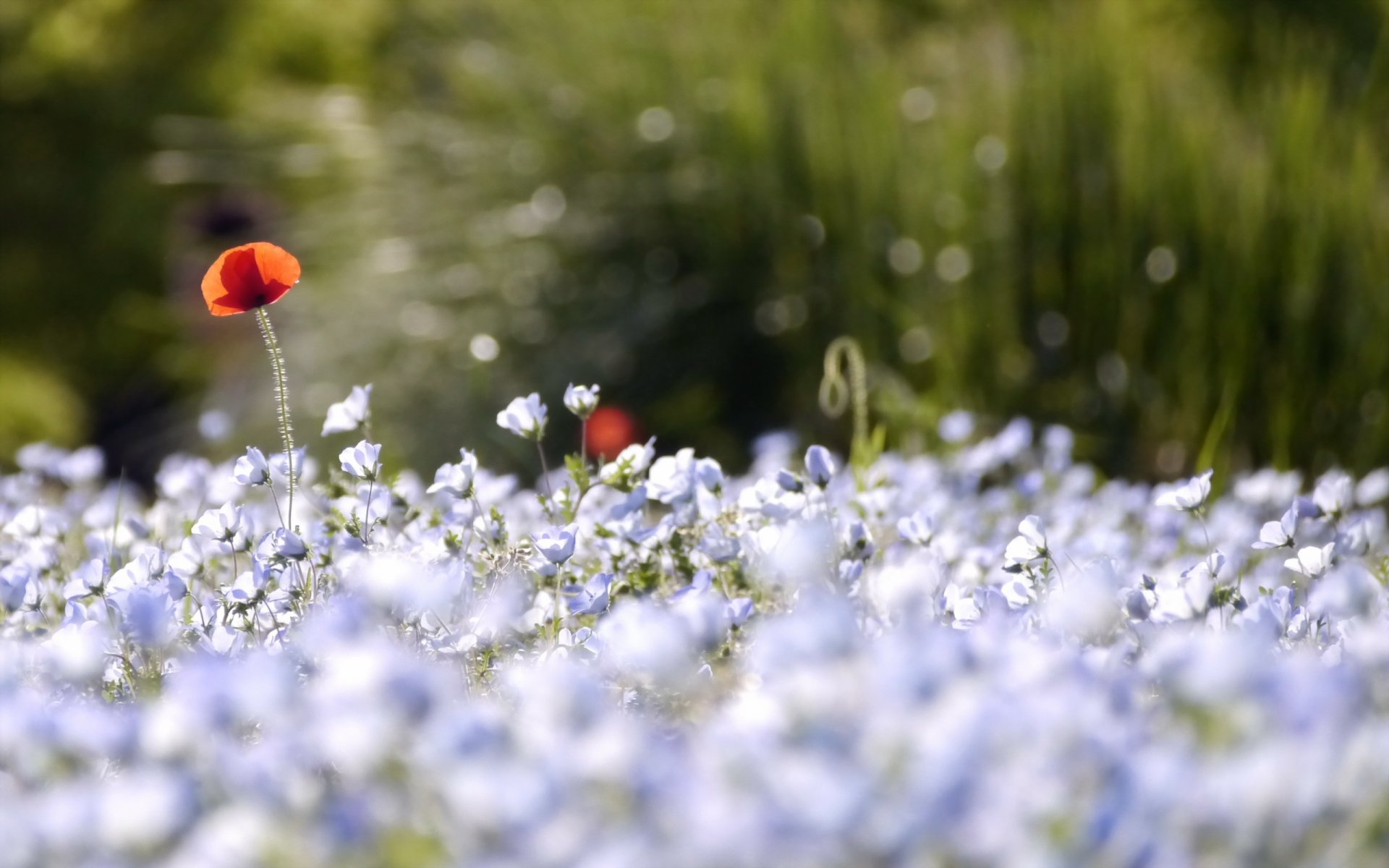 fiori papaveri natura sfondo