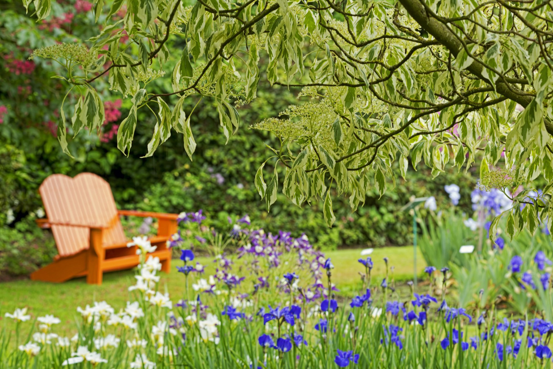 parc arbre fleurs iris banc bokeh