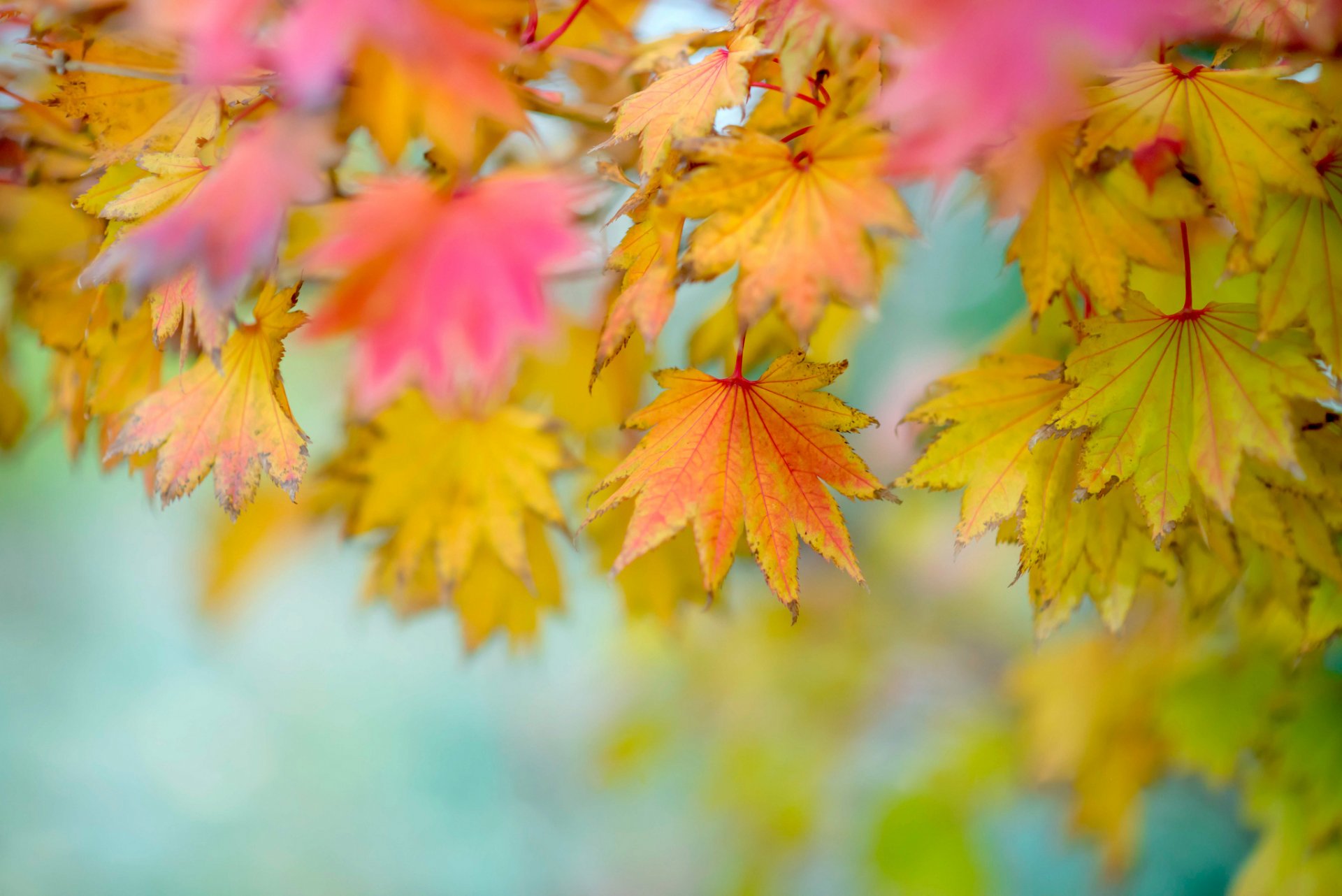 foglie autunno sfondo sfocatura