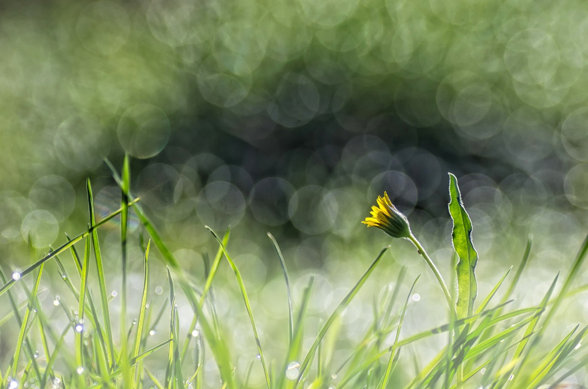 grass flower yellow dandelion reflection