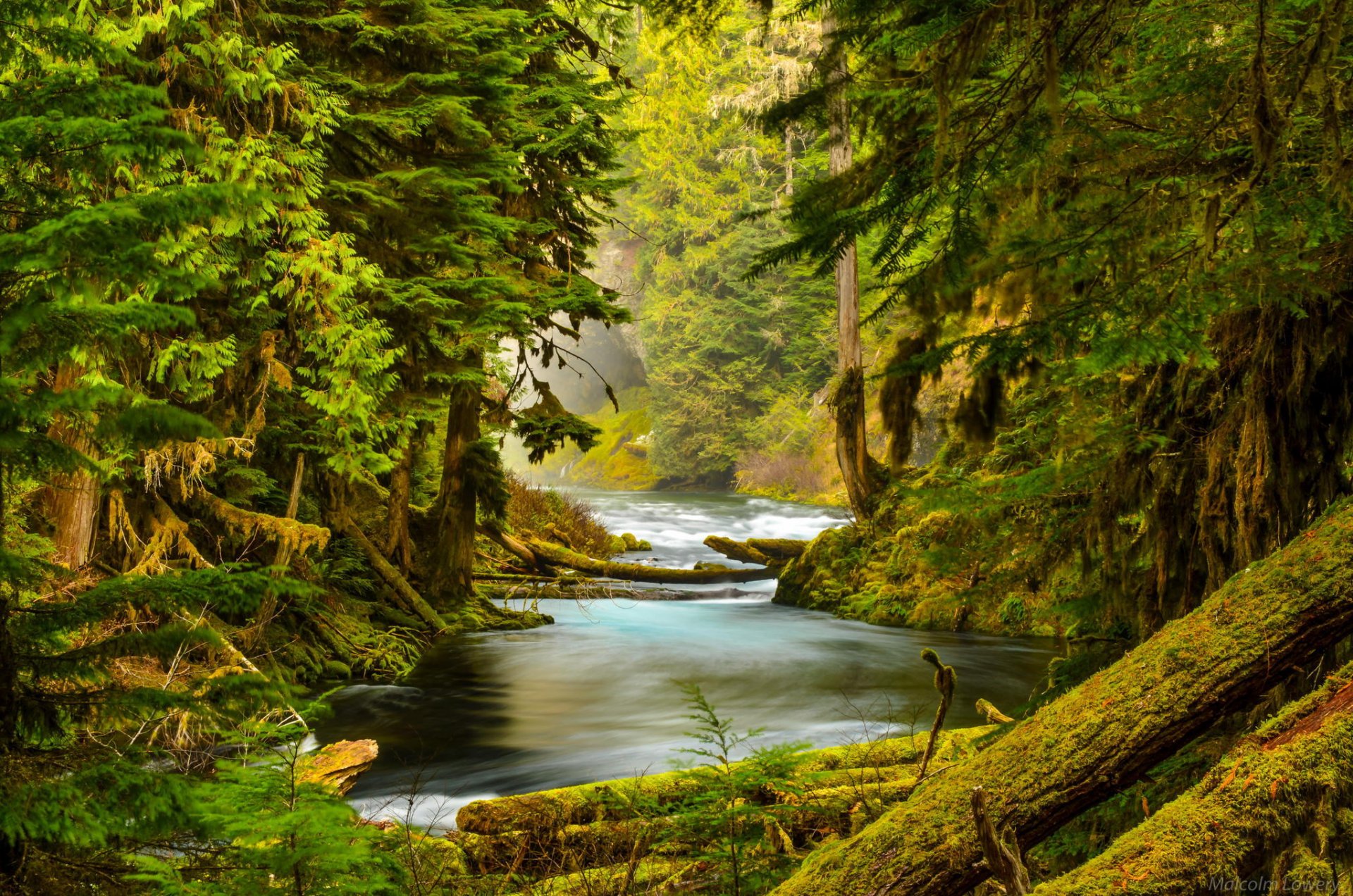 fiume mackenzie oregon foresta fiume natura alberi rocce muschio