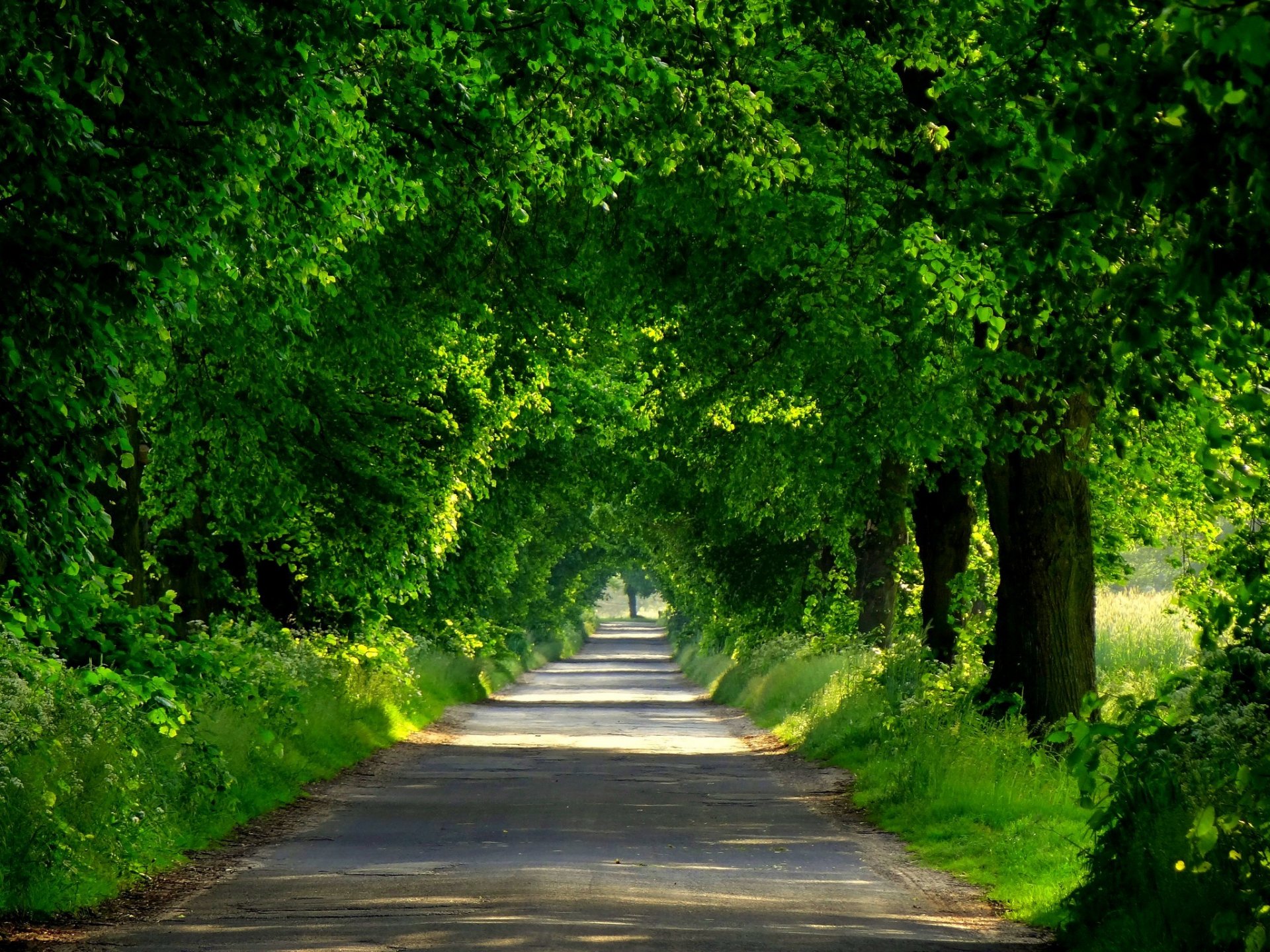 natur frühling wald park bäume straße zu fuß frühling