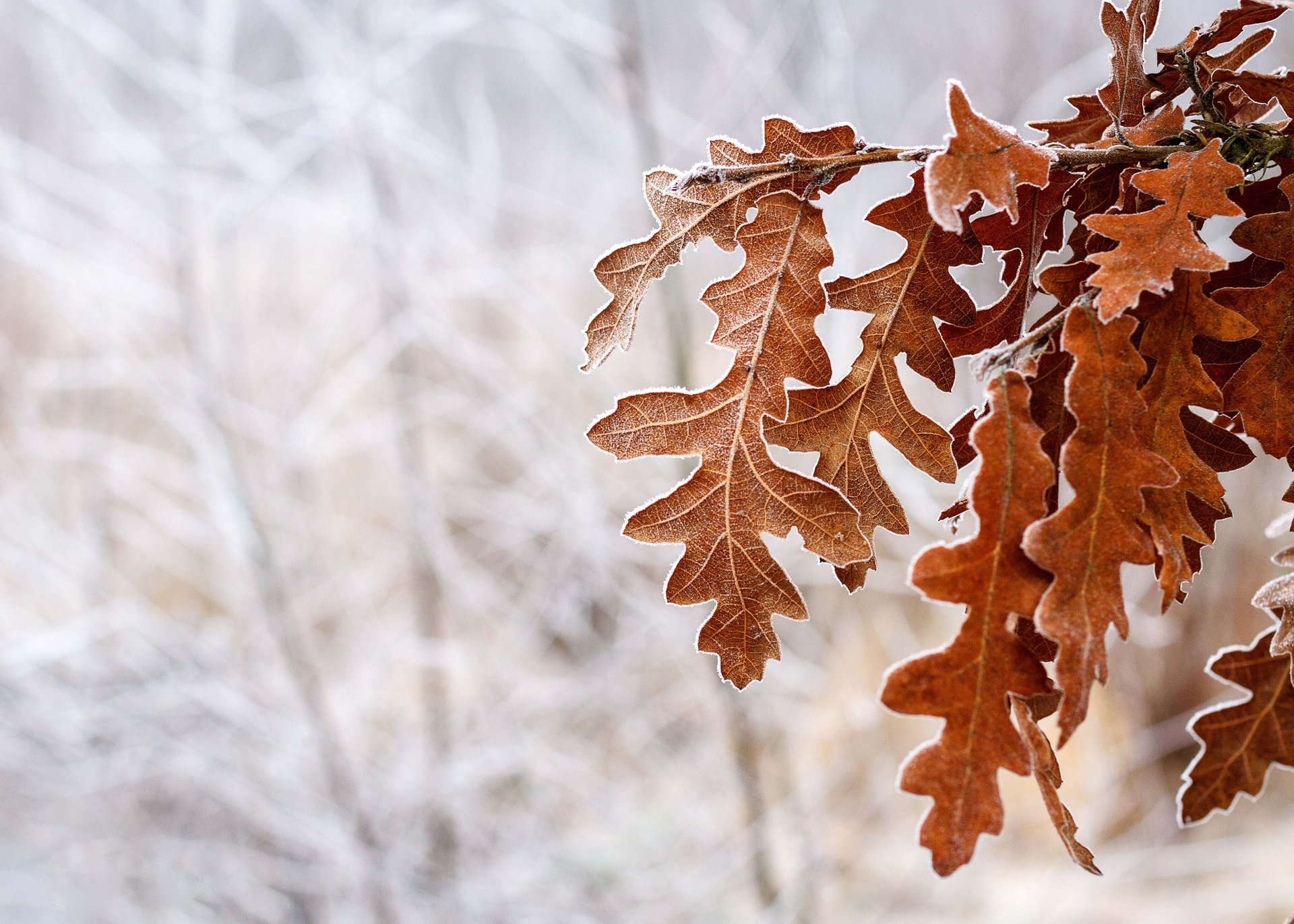 tree oak leaves brown frost snow winter cool of the year in the wood