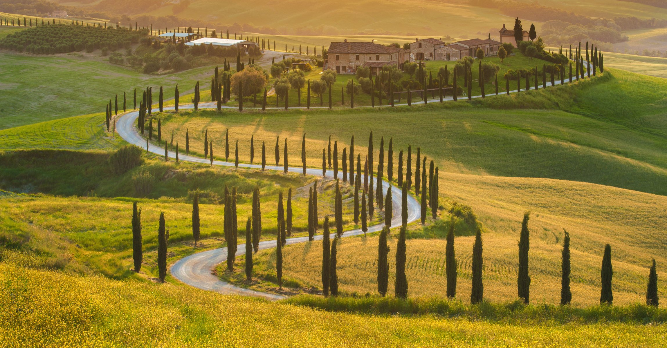 italie toscane oliviers champ vert belle nature paysage maison champ vert lumière du soleil cyprès en carton route