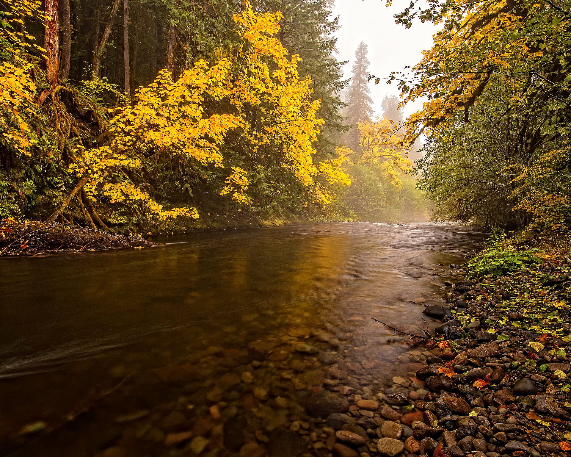 ky forest tree river stones autumn