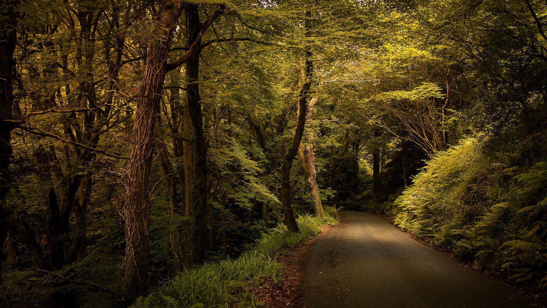 carretera bosque naturaleza