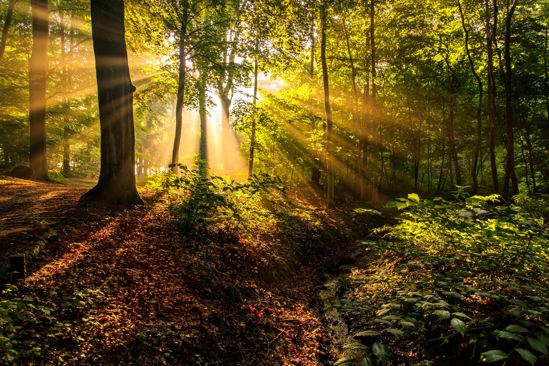 wald sonne strahlen