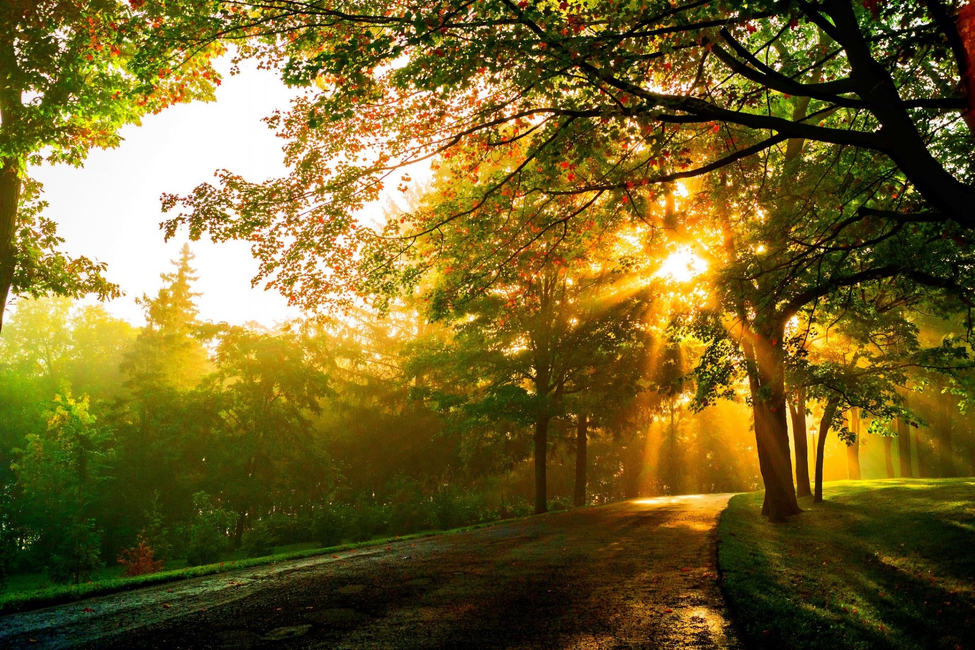 nature coucher de soleil forêt parc arbres feuilles coloré route automne automne couleurs promenade