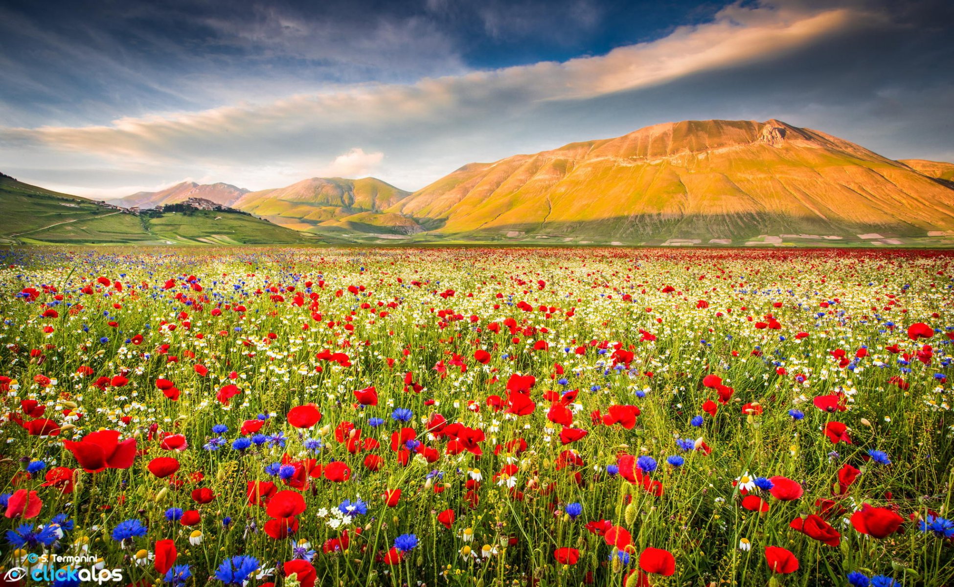 berg natur feld blumen mohnblumen