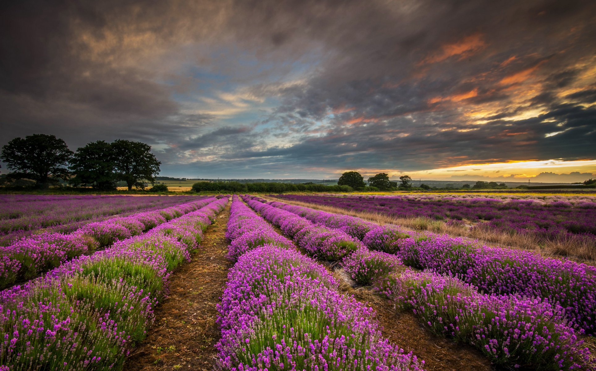 england united kingdom county hampshire the field lavender clouds sunset nature