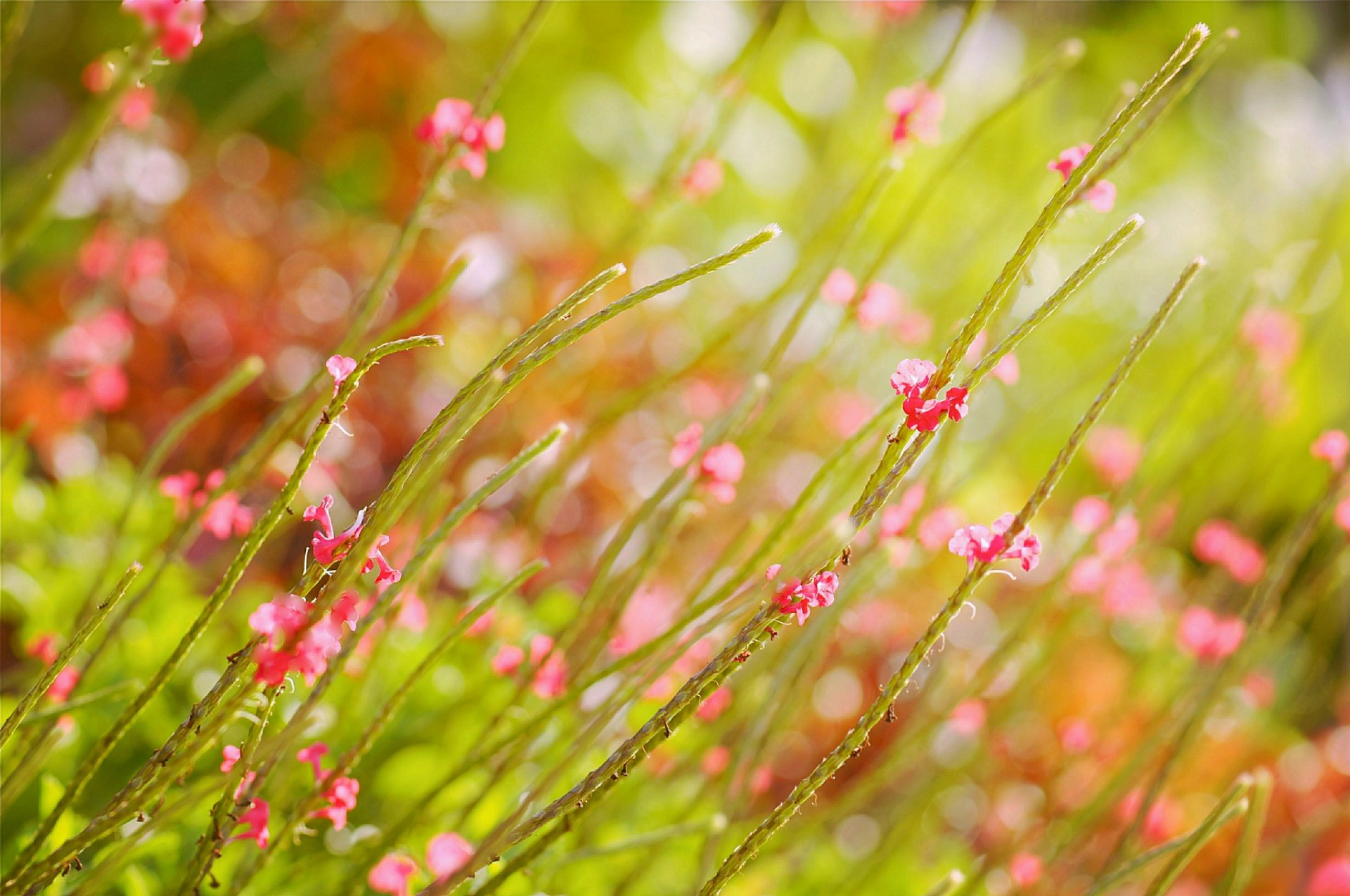 été champ fleurs rose éblouissement flou