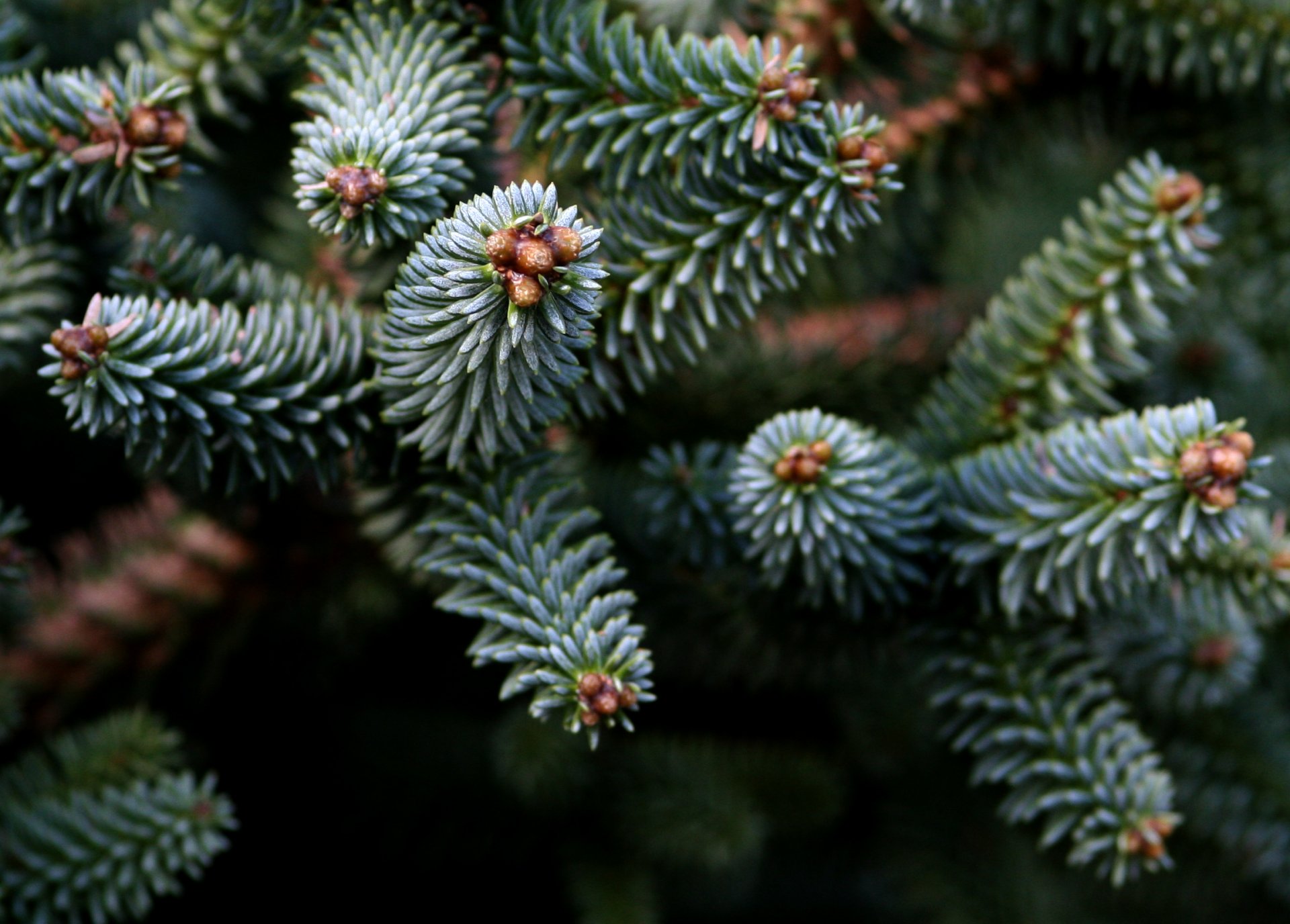 natur fichte zweig bäume nadeln nadeln