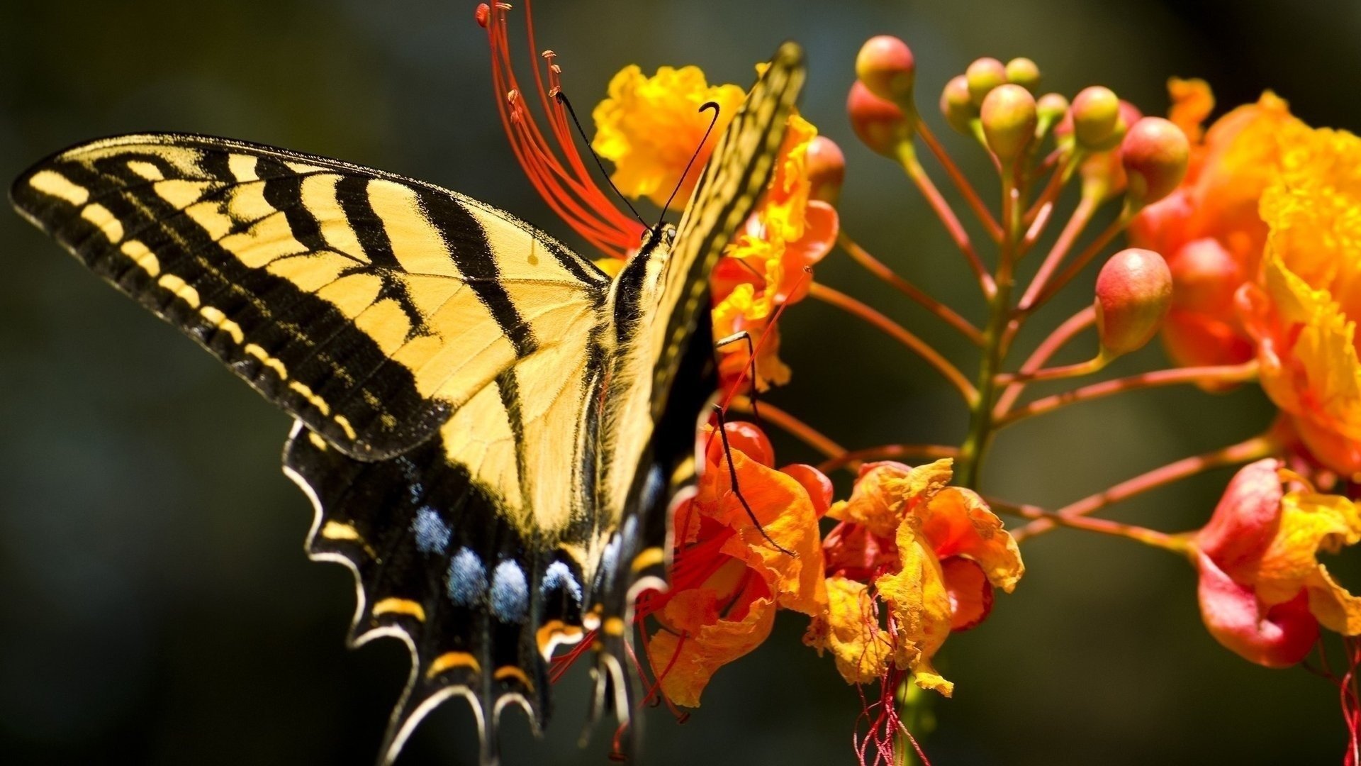 papillon machaon fleurs orange papilio machaon