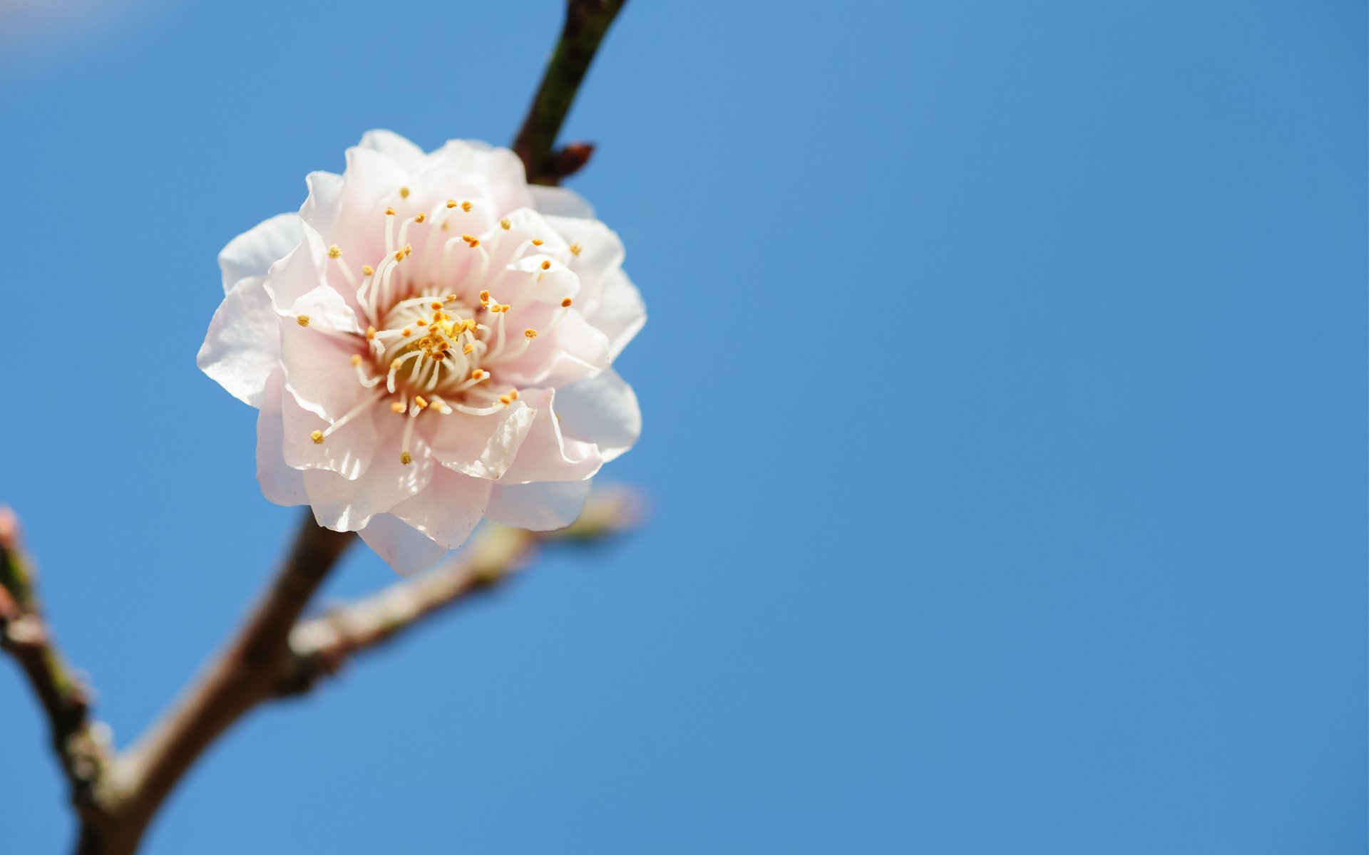 branche fleur printemps arbre ciel