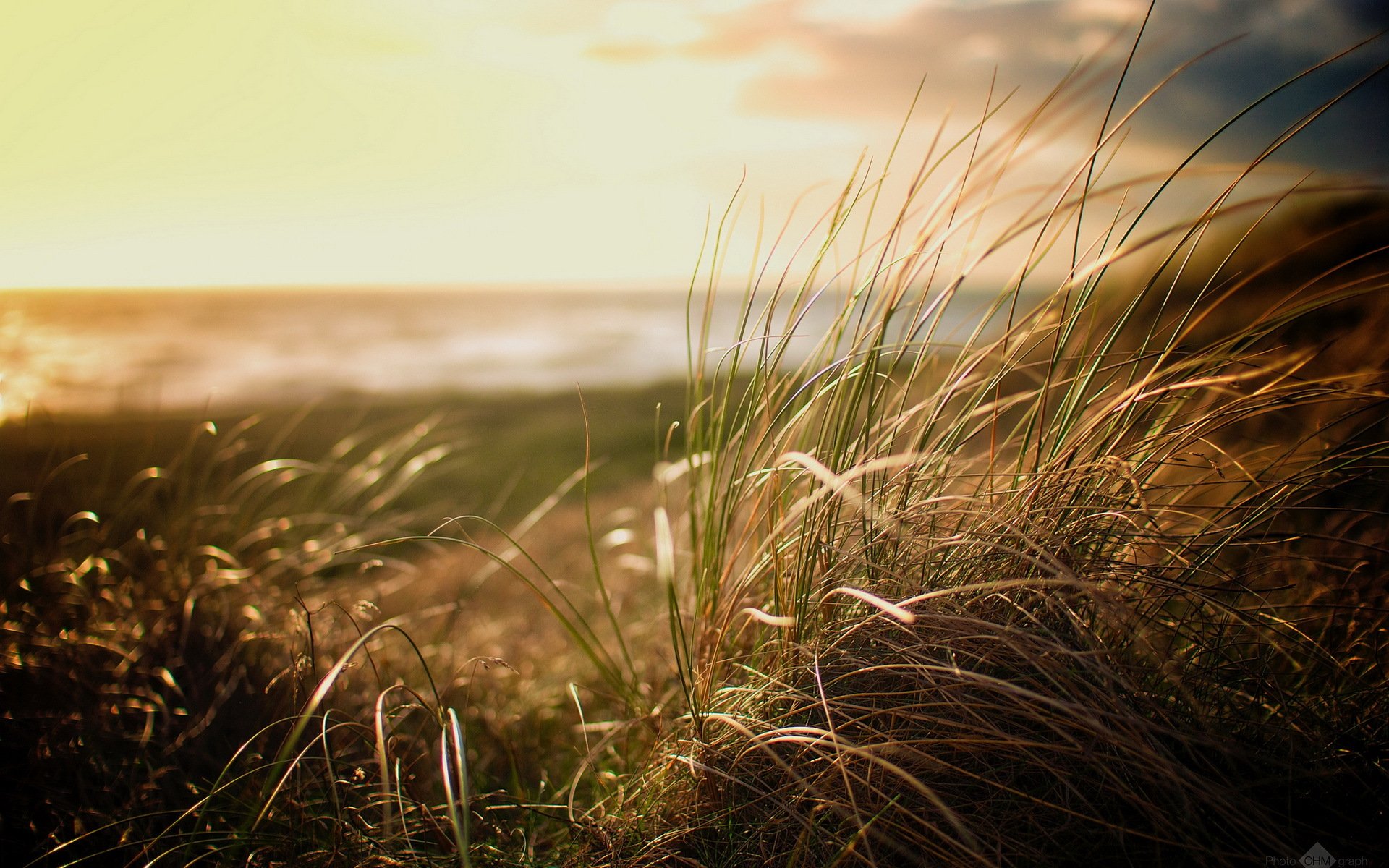 plage herbe nature