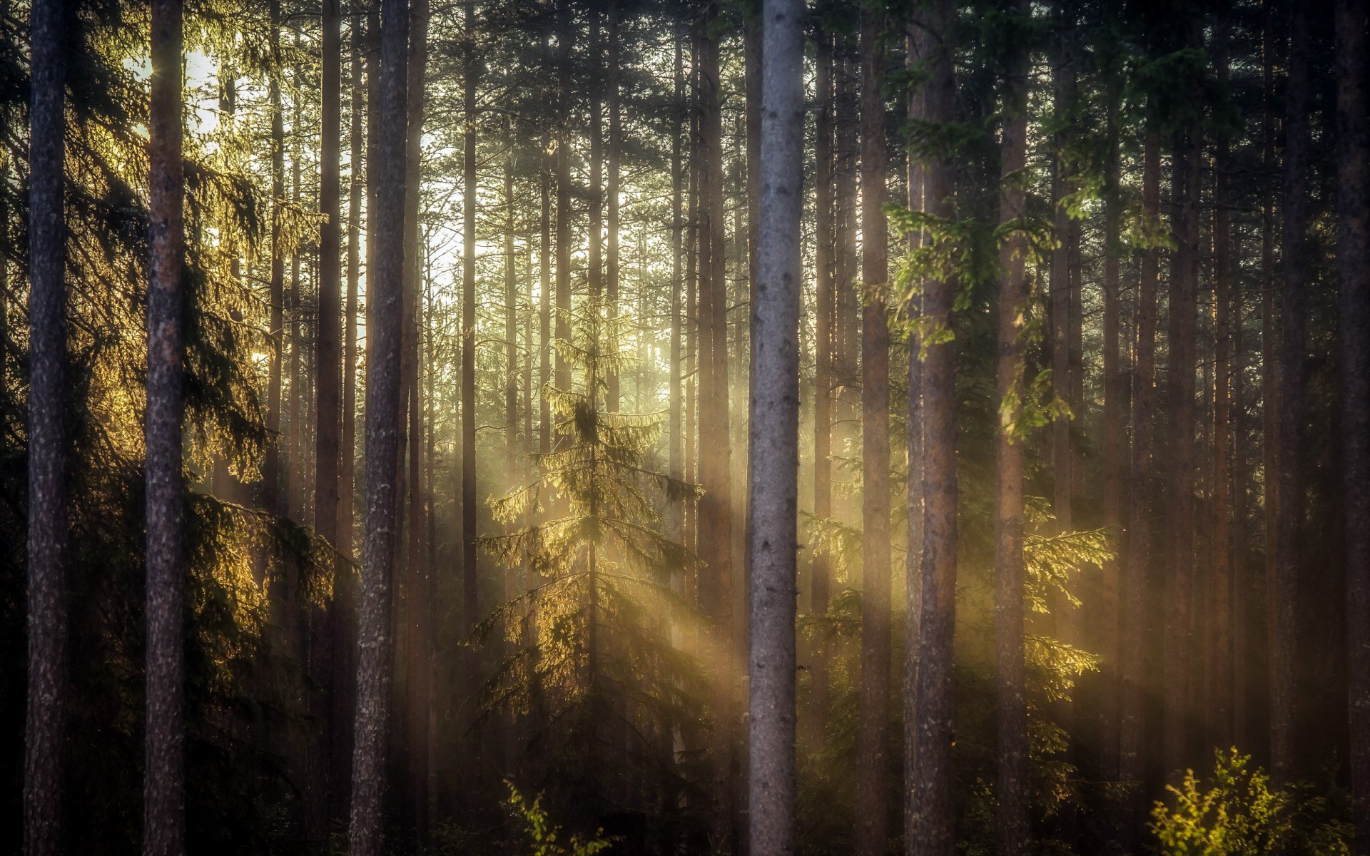 las poranek światło natura