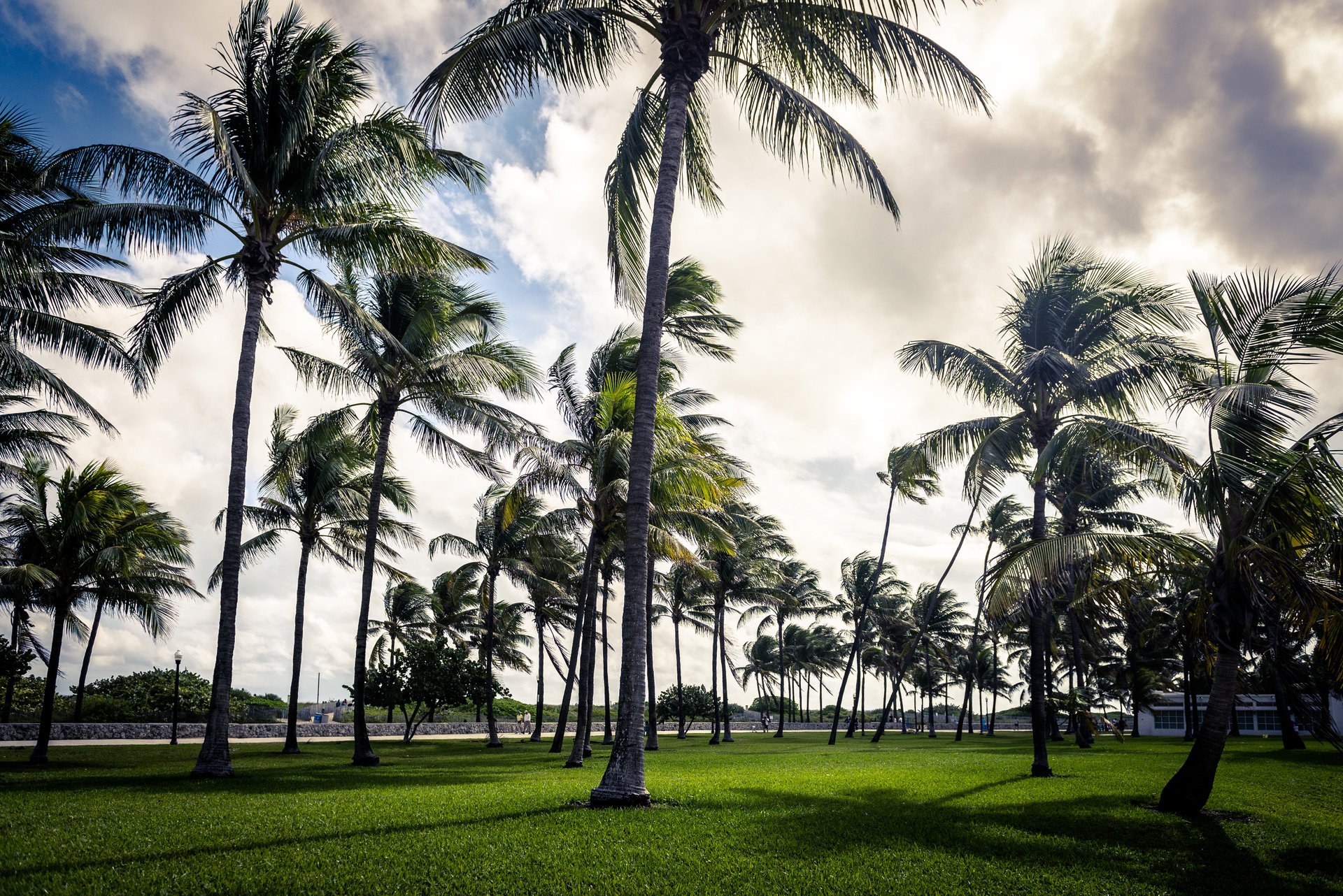 art deco palm miami beach florida usa sky cloud grass park art deco palm palm tree