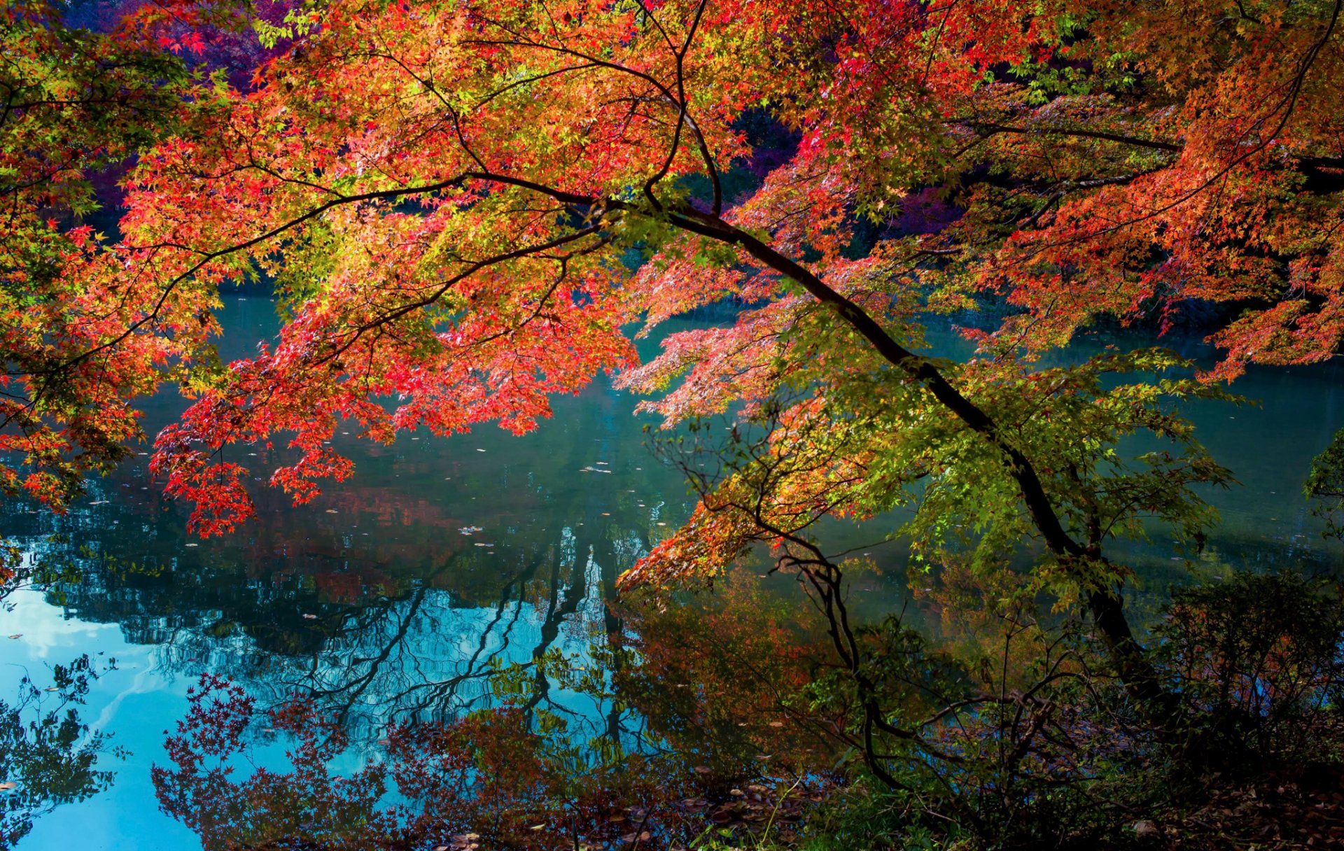 river reflection tree leaves flower