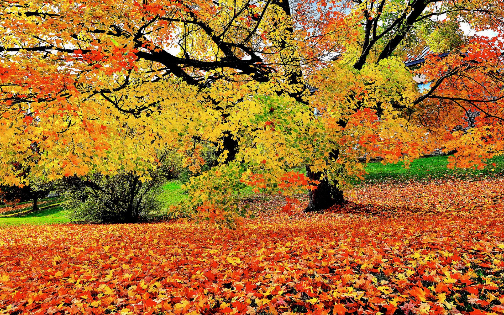 herbst früh bäume laub gefallen farbe