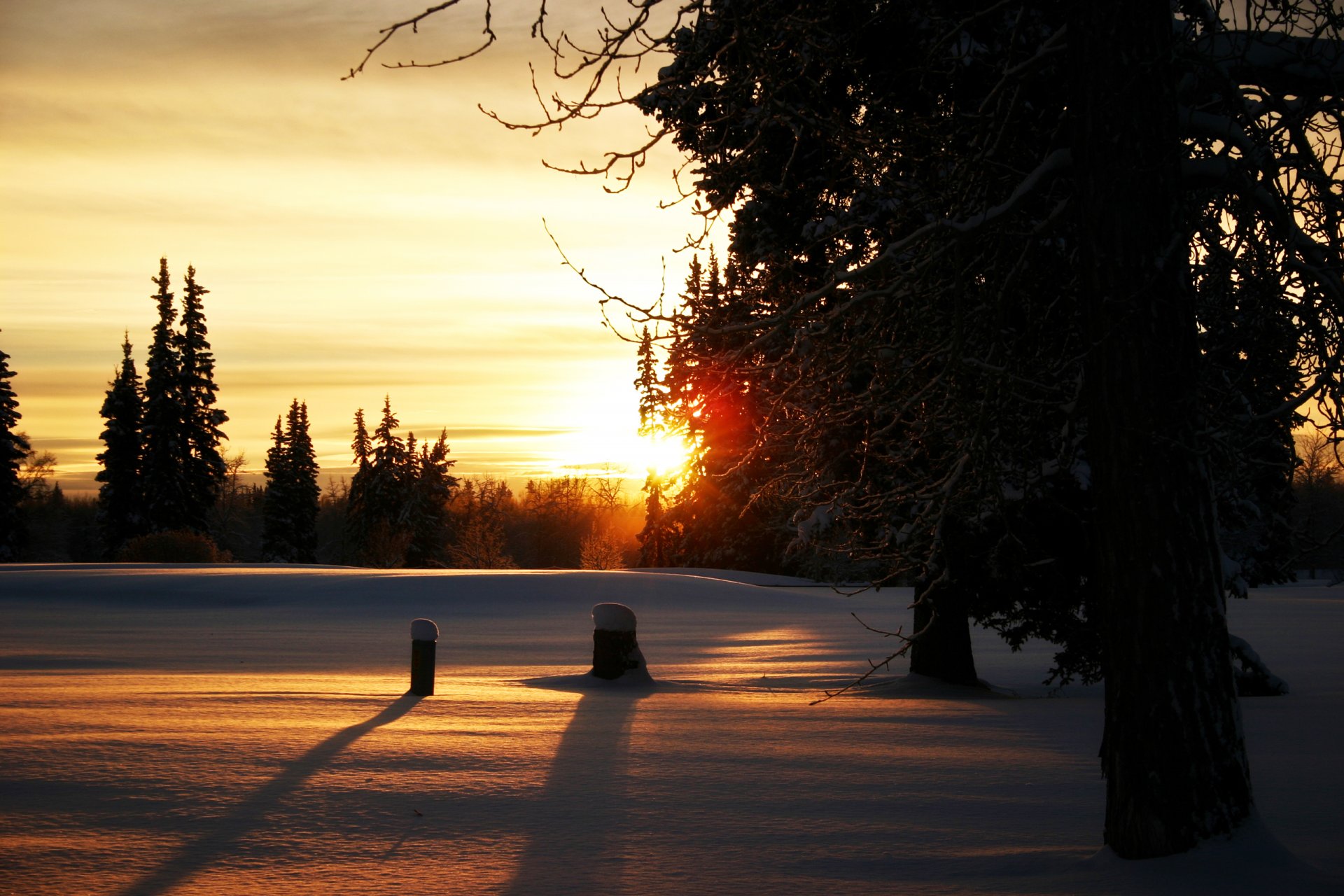 wald winter zweige sonne schnee hanf bäume abend sonnenuntergang