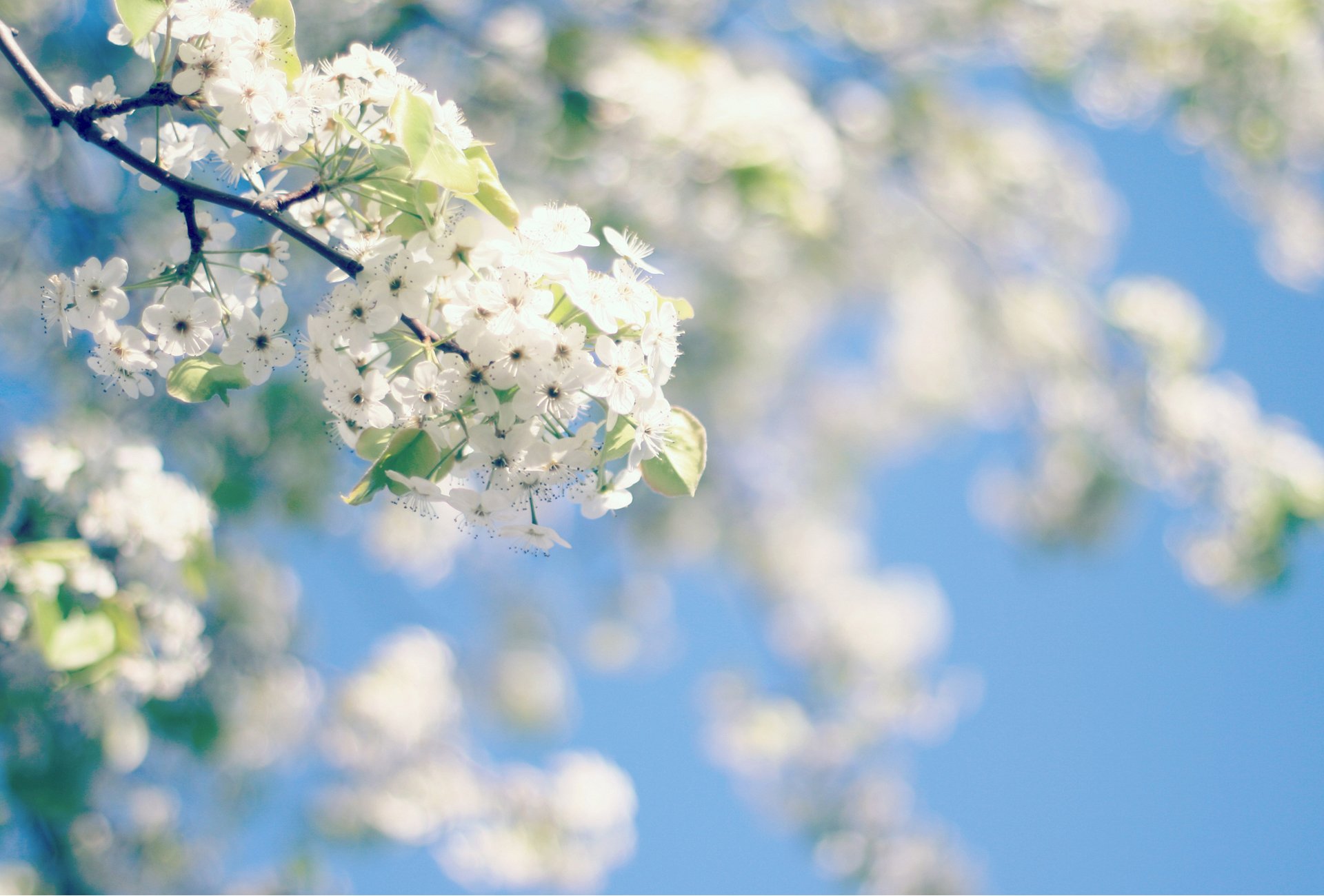 primavera albero fiori fioritura cielo