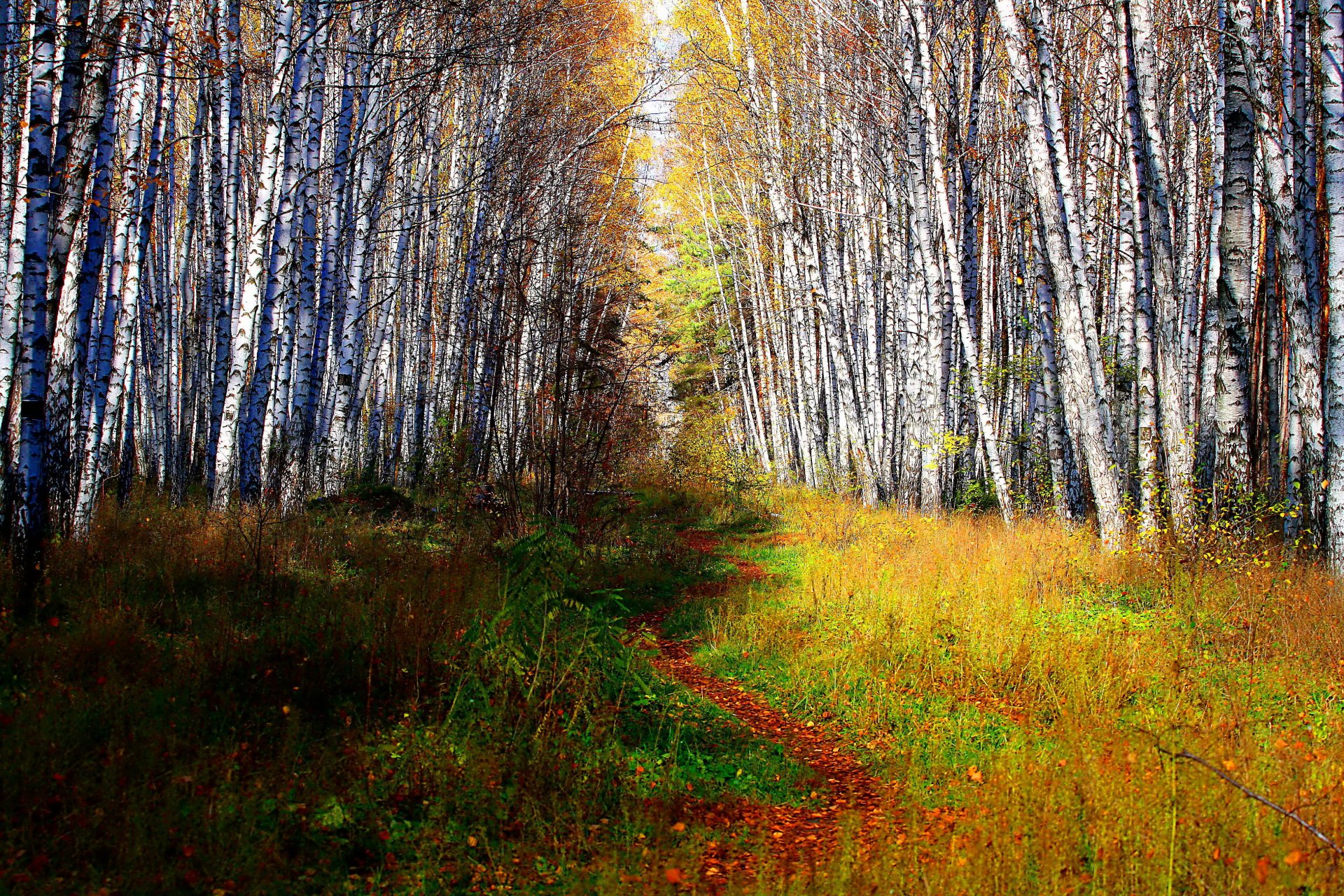 forest tree trunks trail bush green grass vegetation