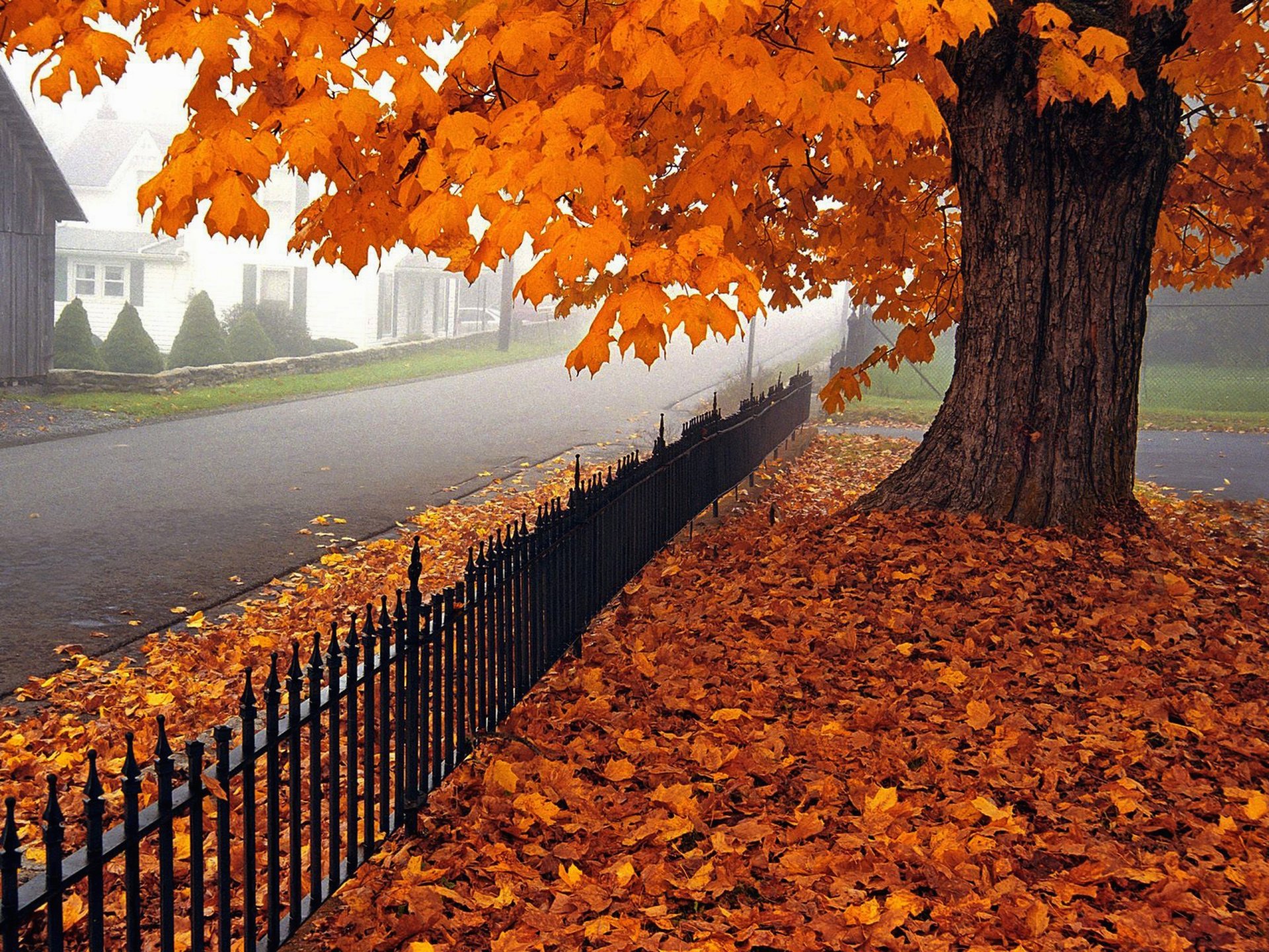 natura foglie alberi autunno villa case architettura vila casa paesaggio