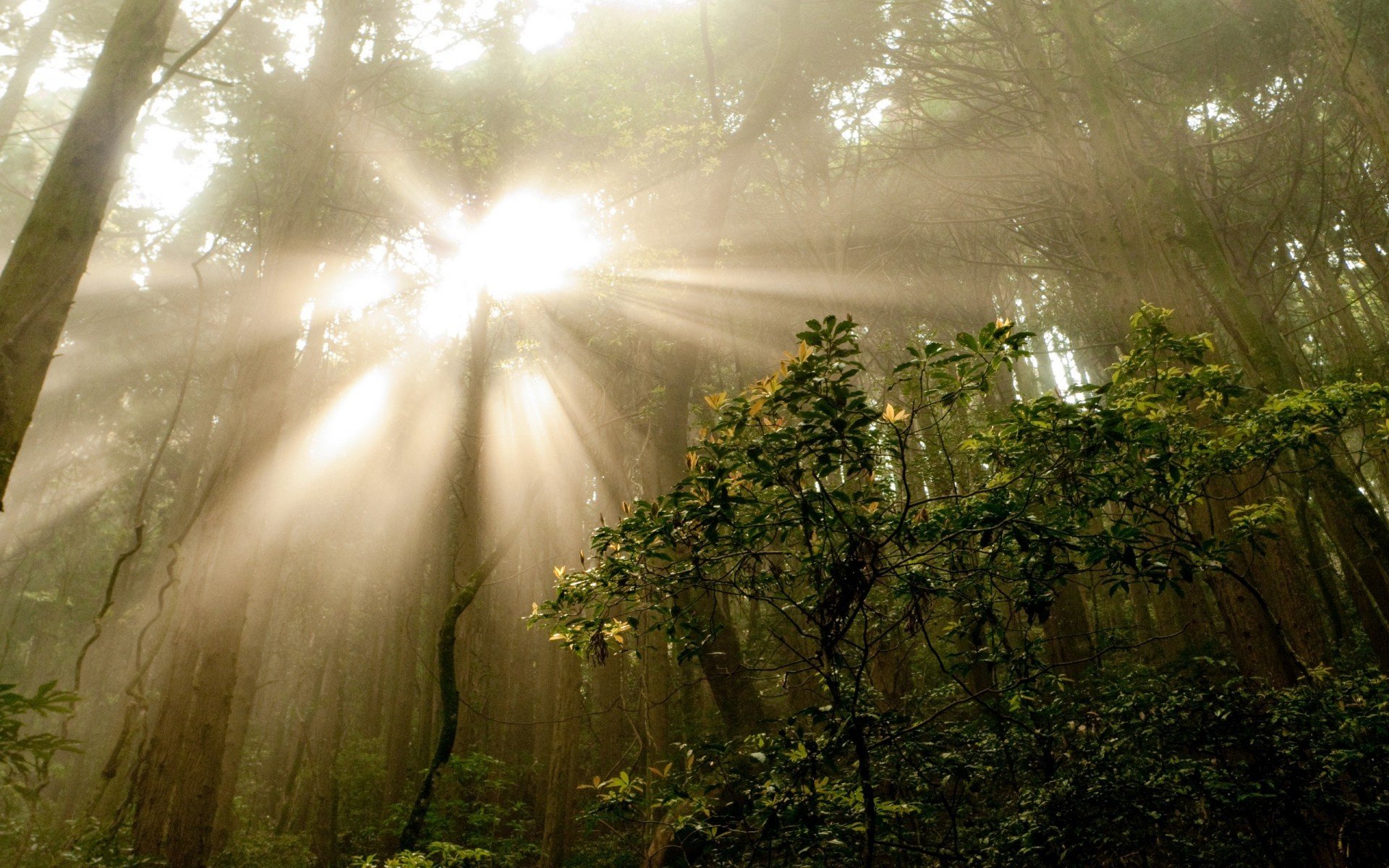 été forêt matin arbres buissons brouillard rayons nature photo