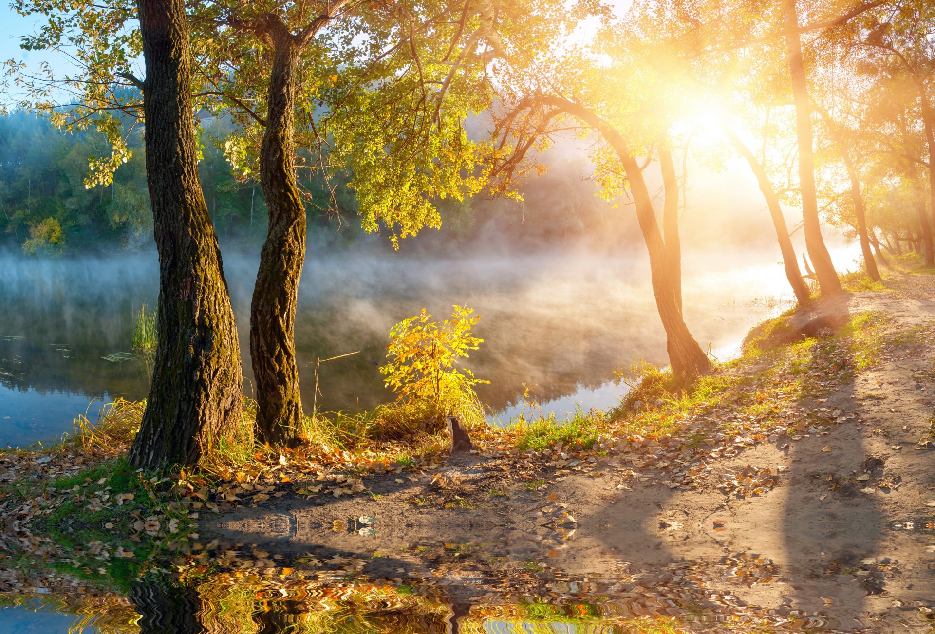 autunno alberi nebbia lago sole