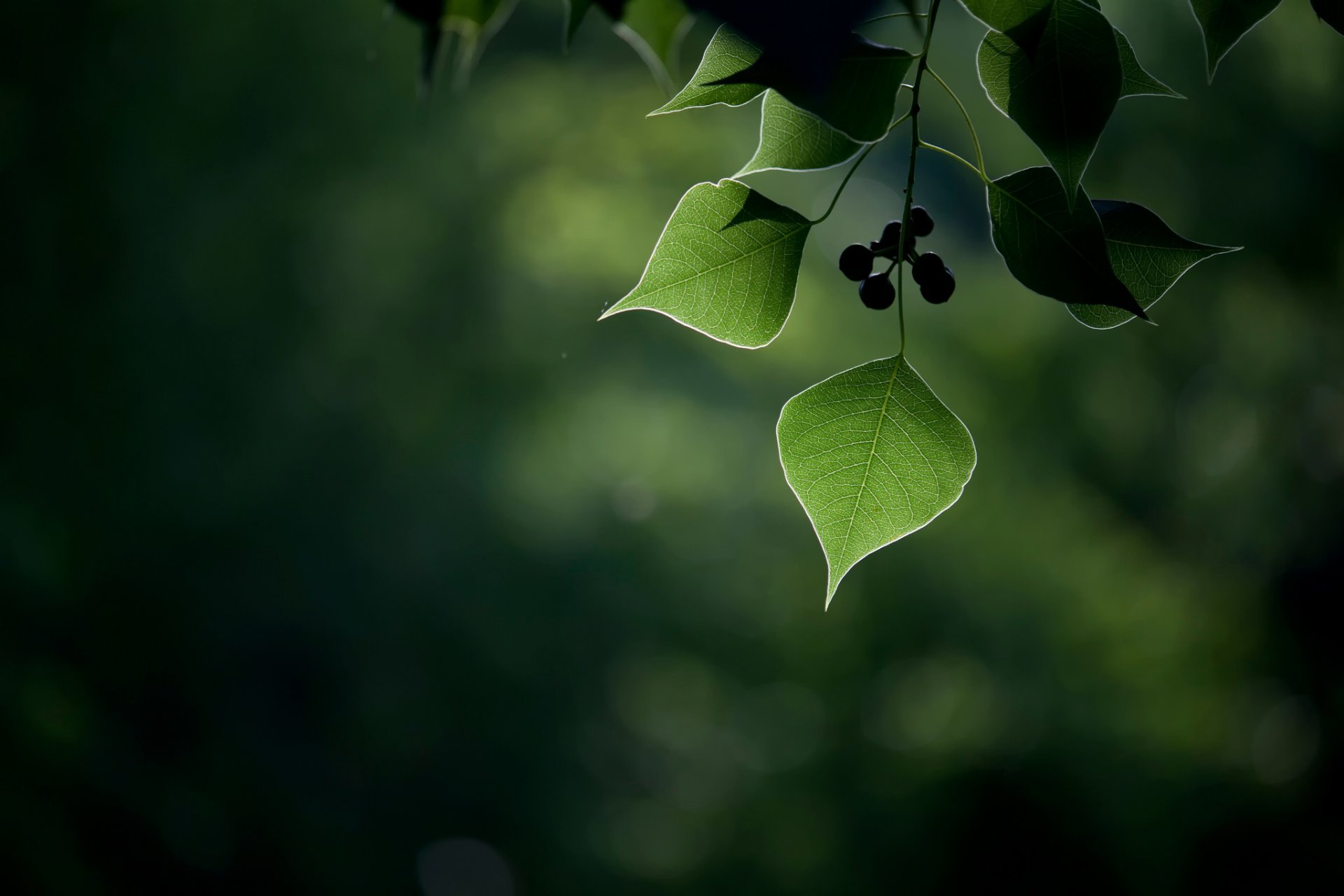 feuilles baies fruits gros plan bokeh