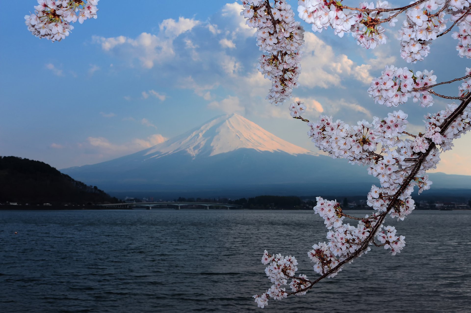 sakura fioritura sfondo montagna fuji