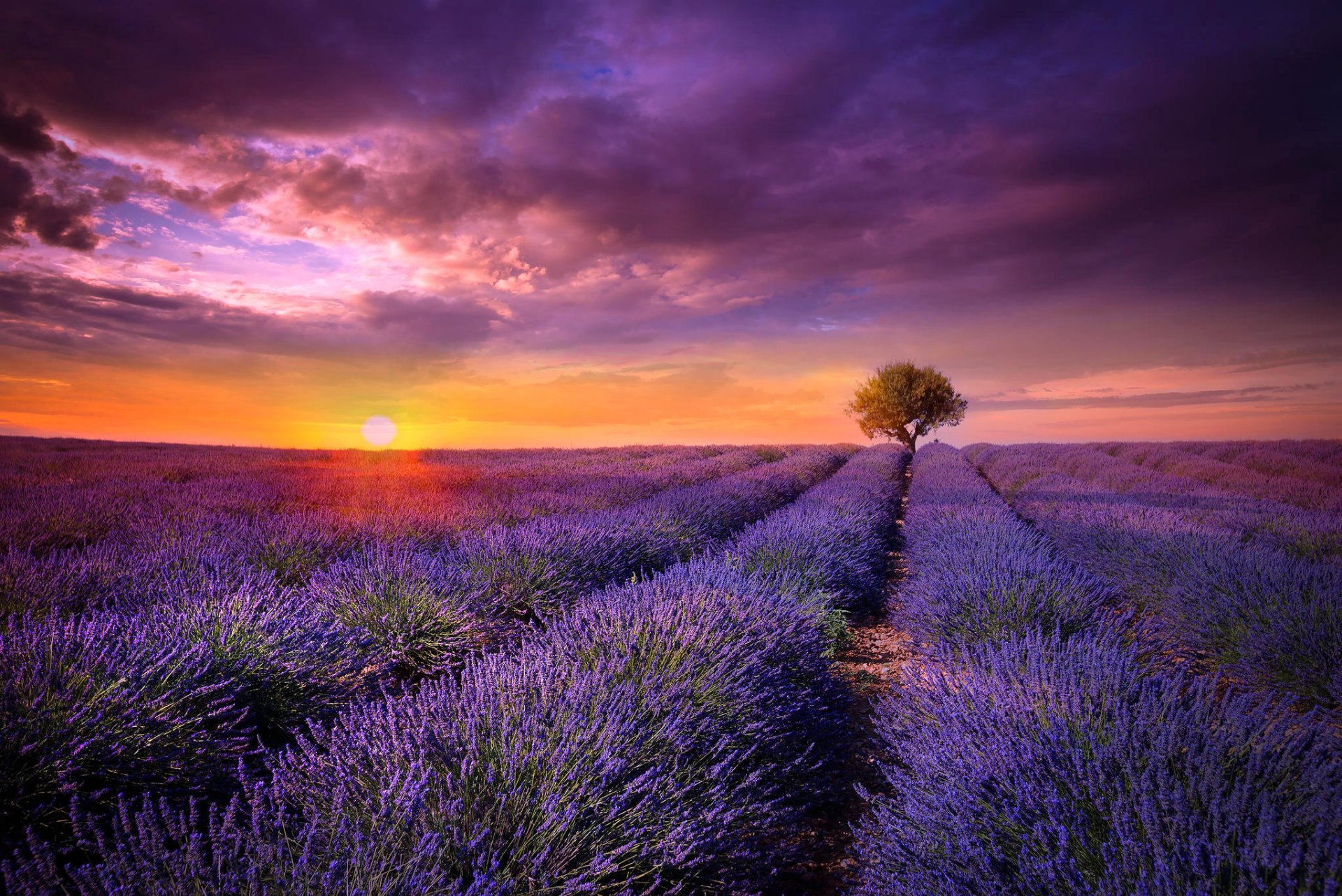 france provence the field lavender flower purple tree sun sunset