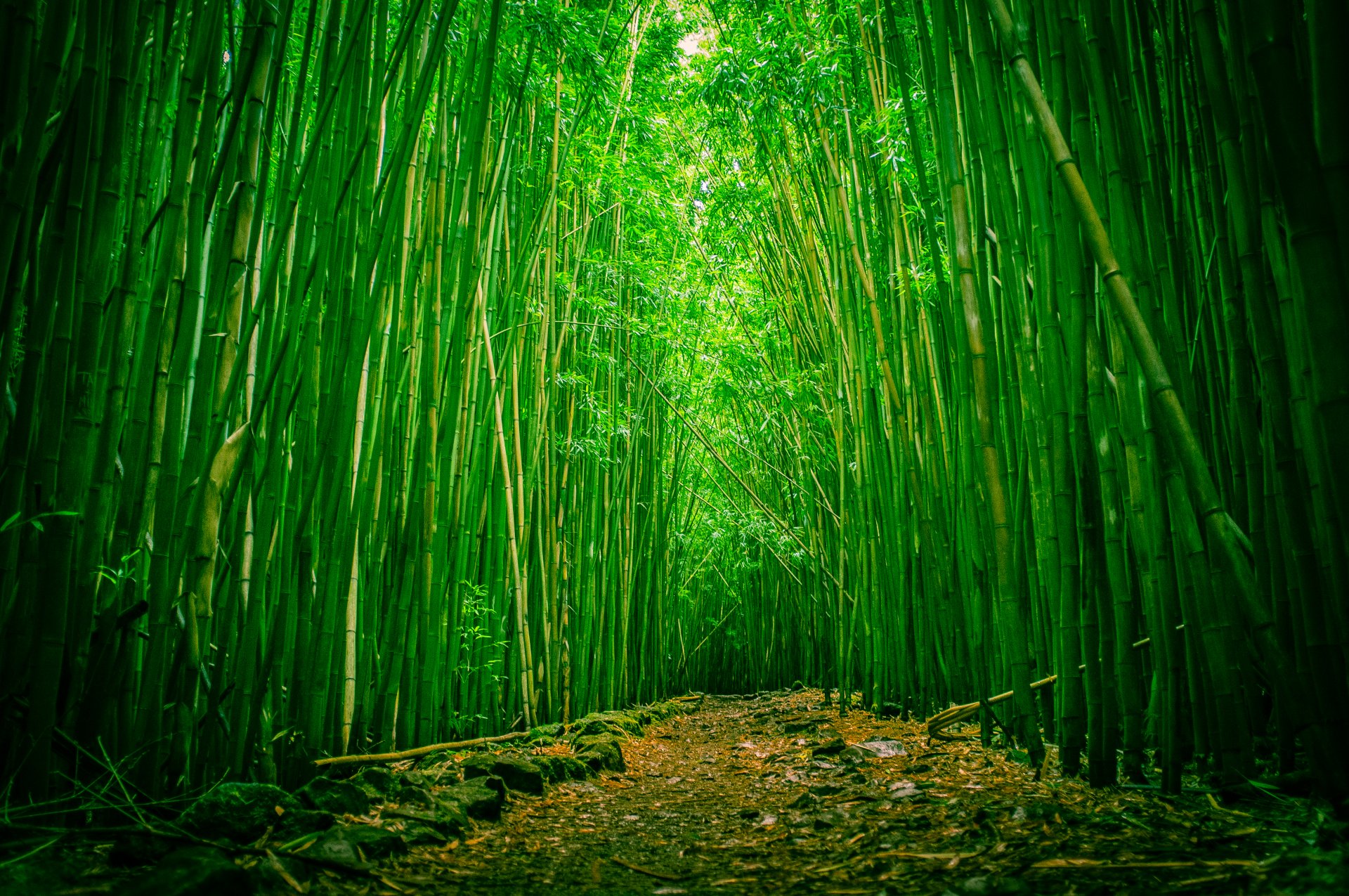 forest bamboo firebreak haleakala national park maui hawaii