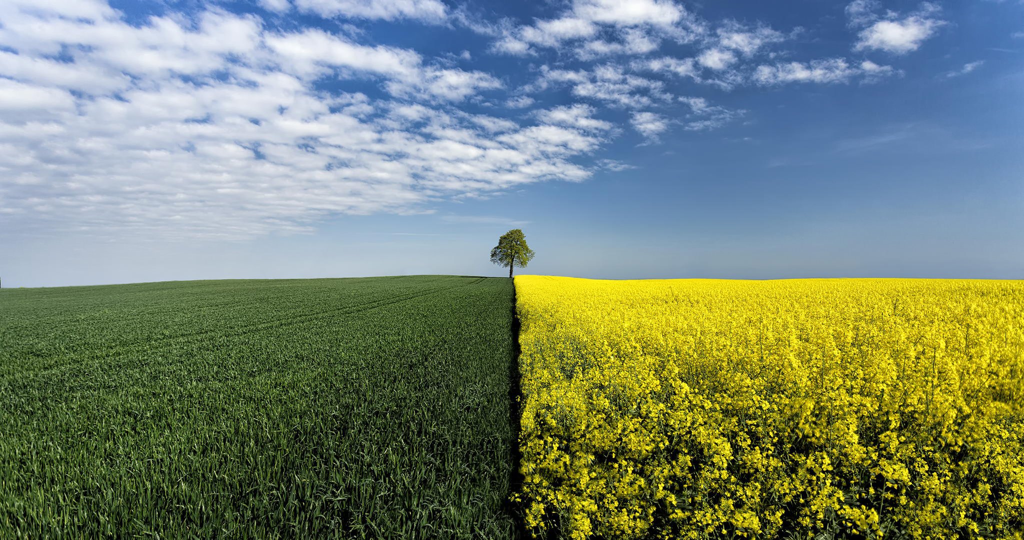 campo colza albero confine