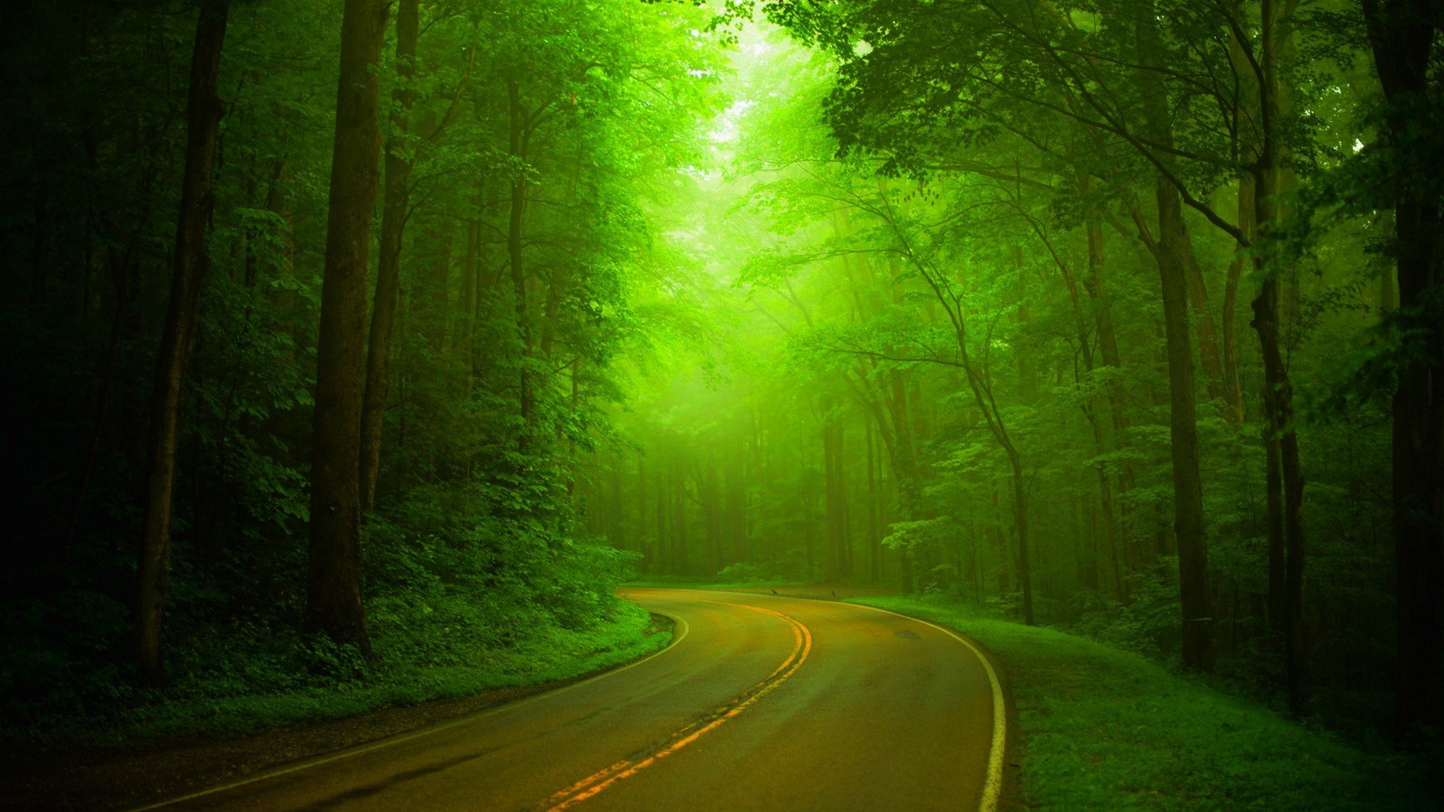 natur frühling wald park bäume straße zu fuß frühling