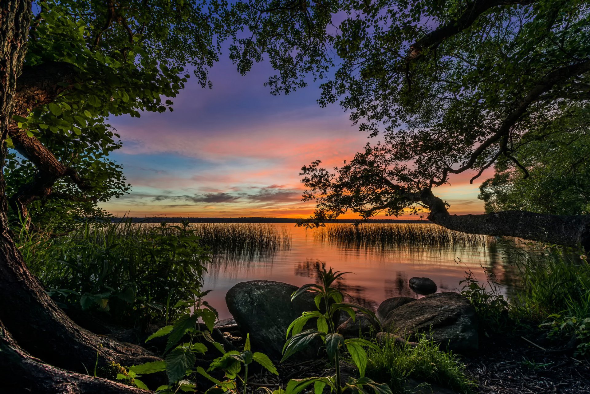 lac coucher de soleil arbres ortie