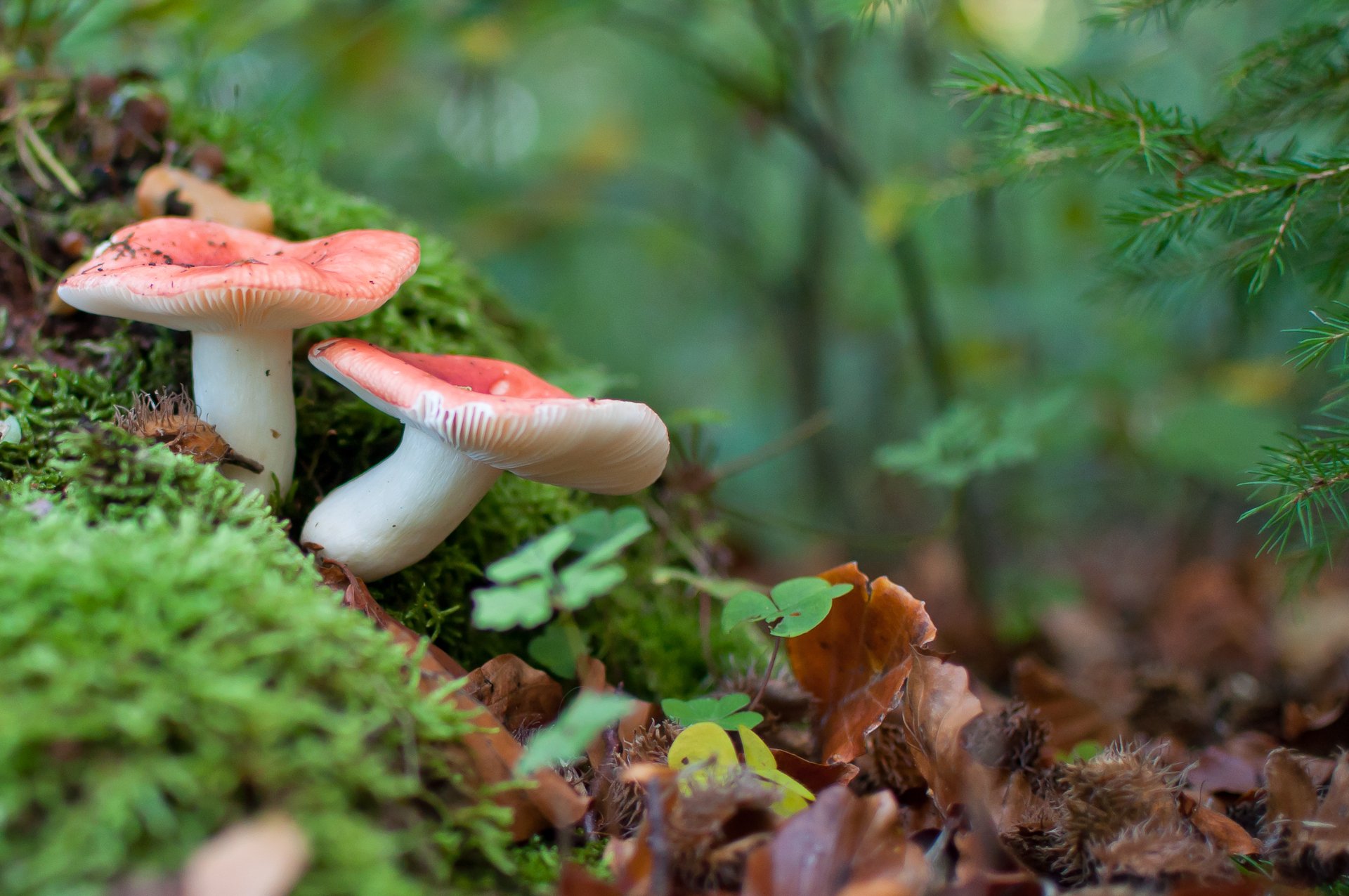 champignons crudités gros plan