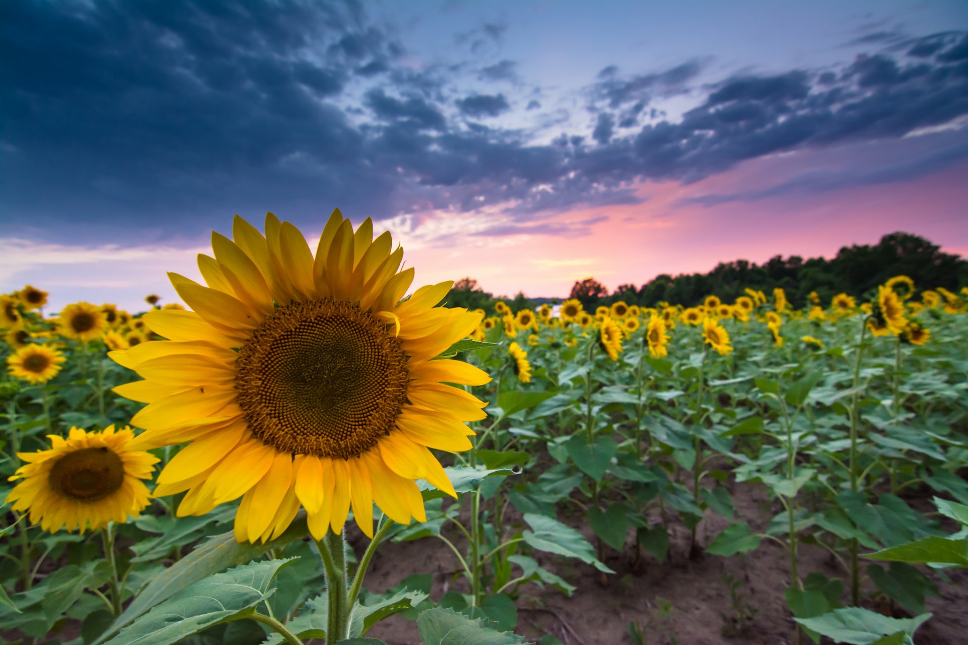 sonnenblumen feld sommer abend sonnenuntergang himmel wolken