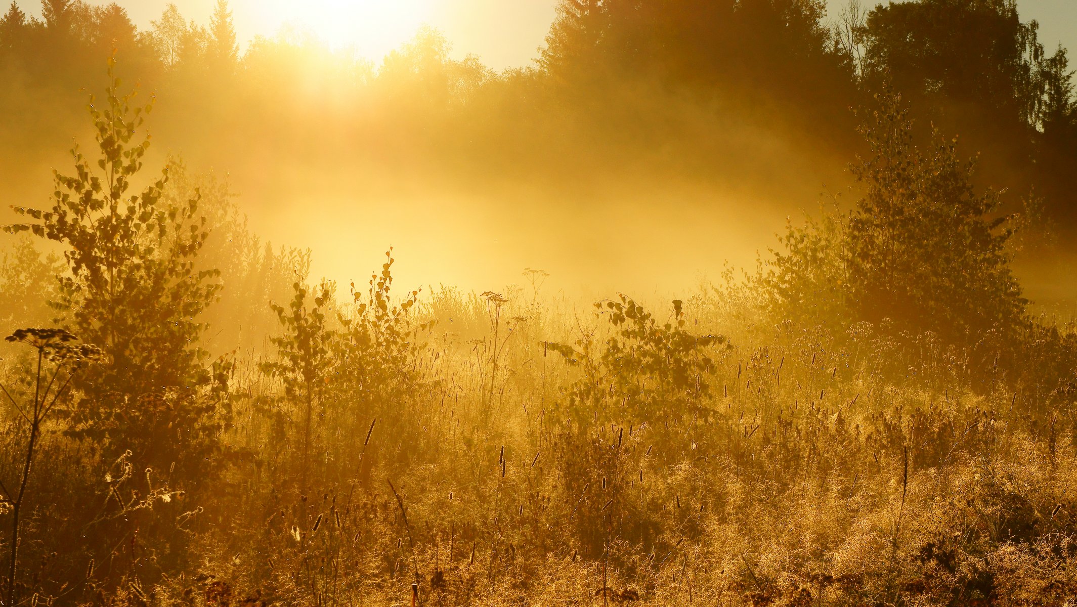 tree grass sun sunrise