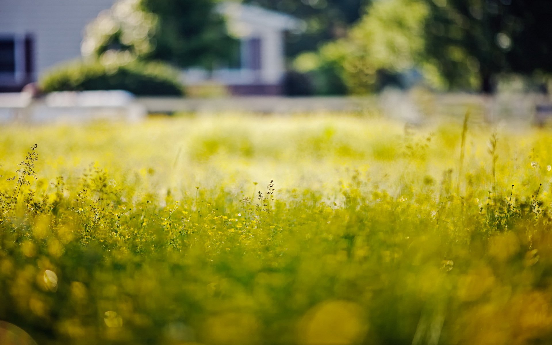 gras natur sommer makro