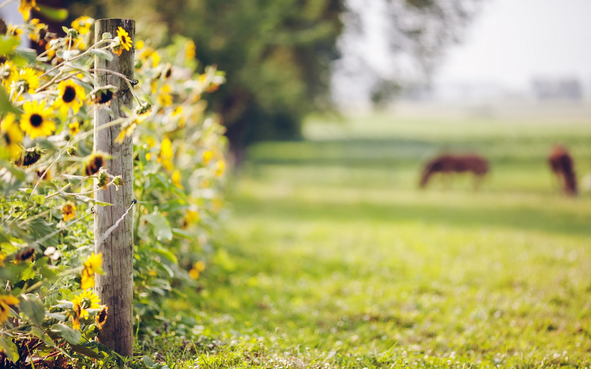 sommer feld zaun blumen natur