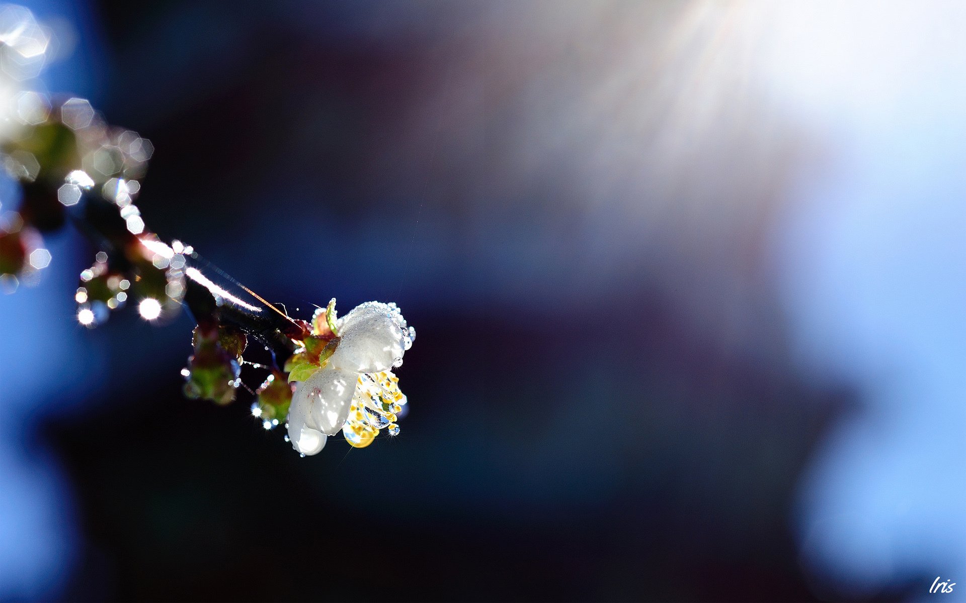 fleur branche gouttes soleil printemps arbre fruité