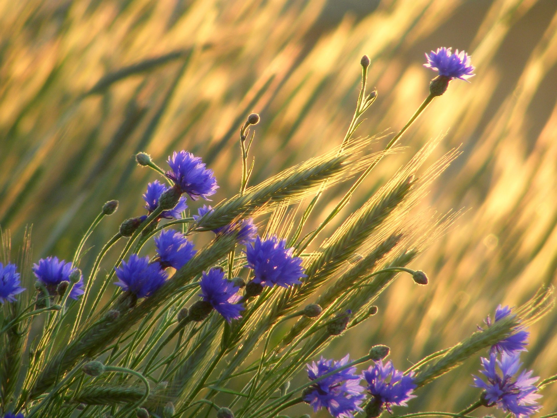campo grano spighe fiori fiordalisi