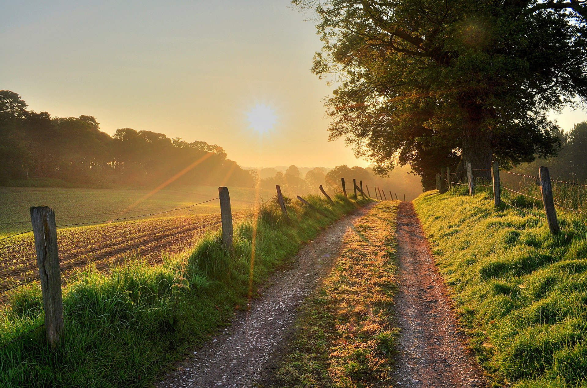 nature sunset forest trees road sun