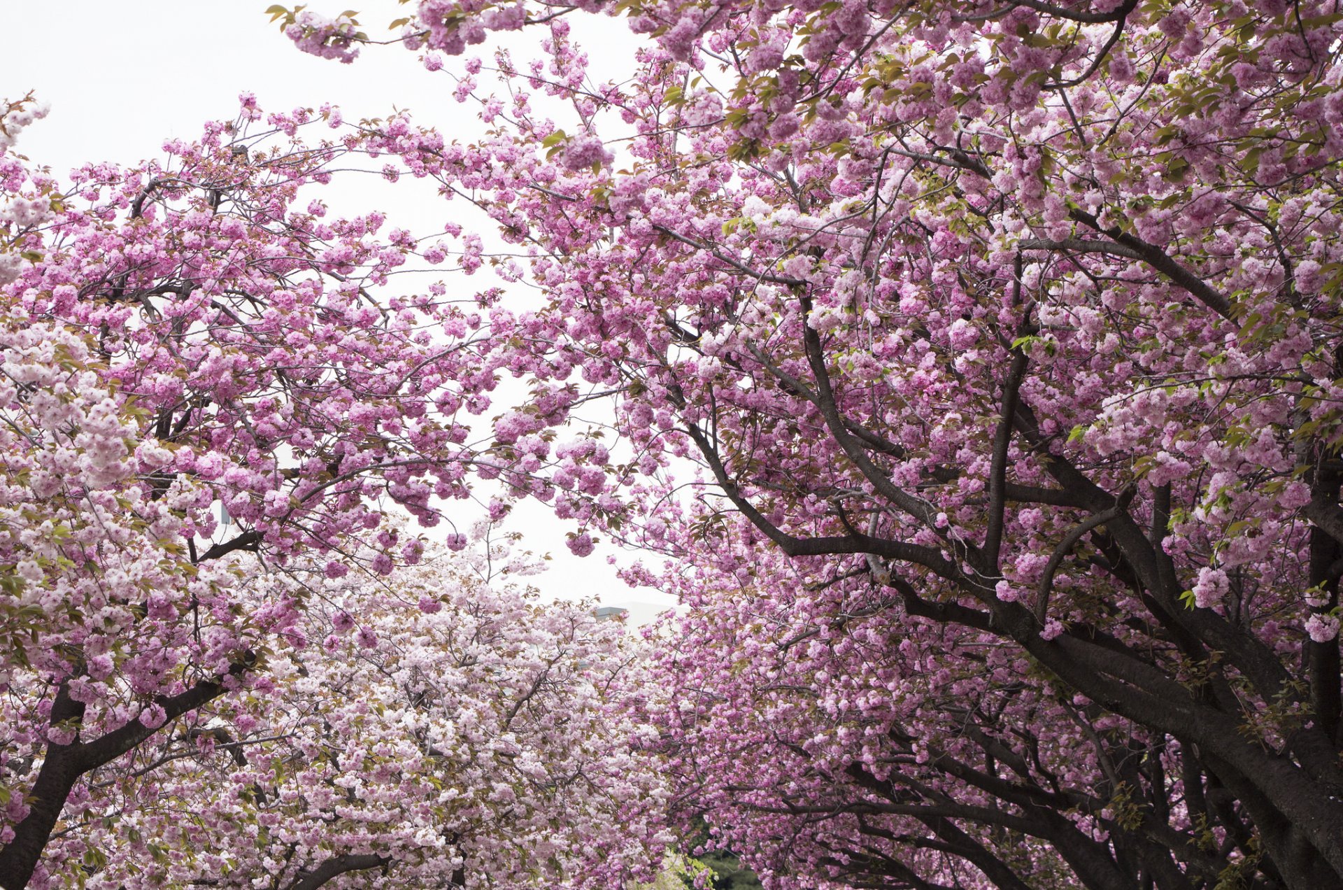 parc arbres cerisier sakura floraison