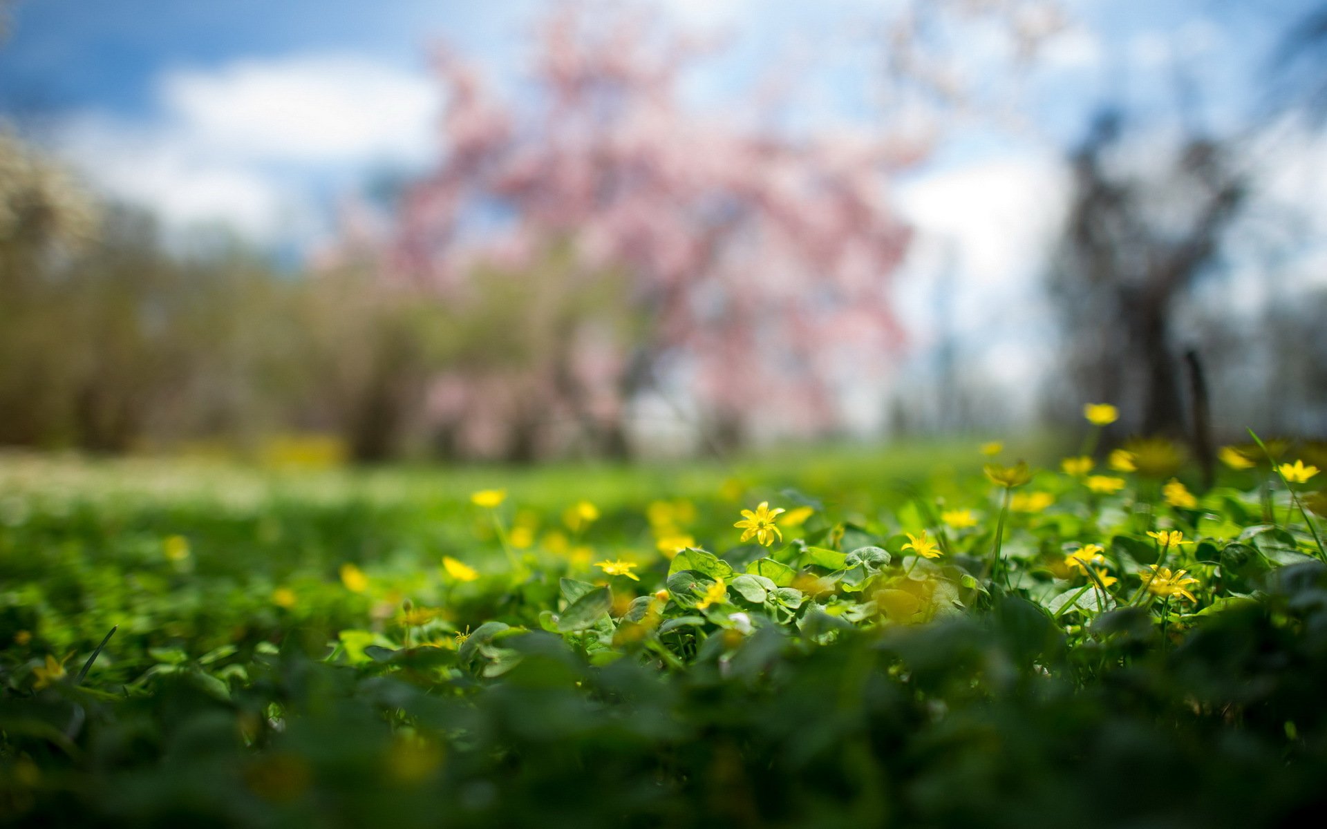 nature été fleurs