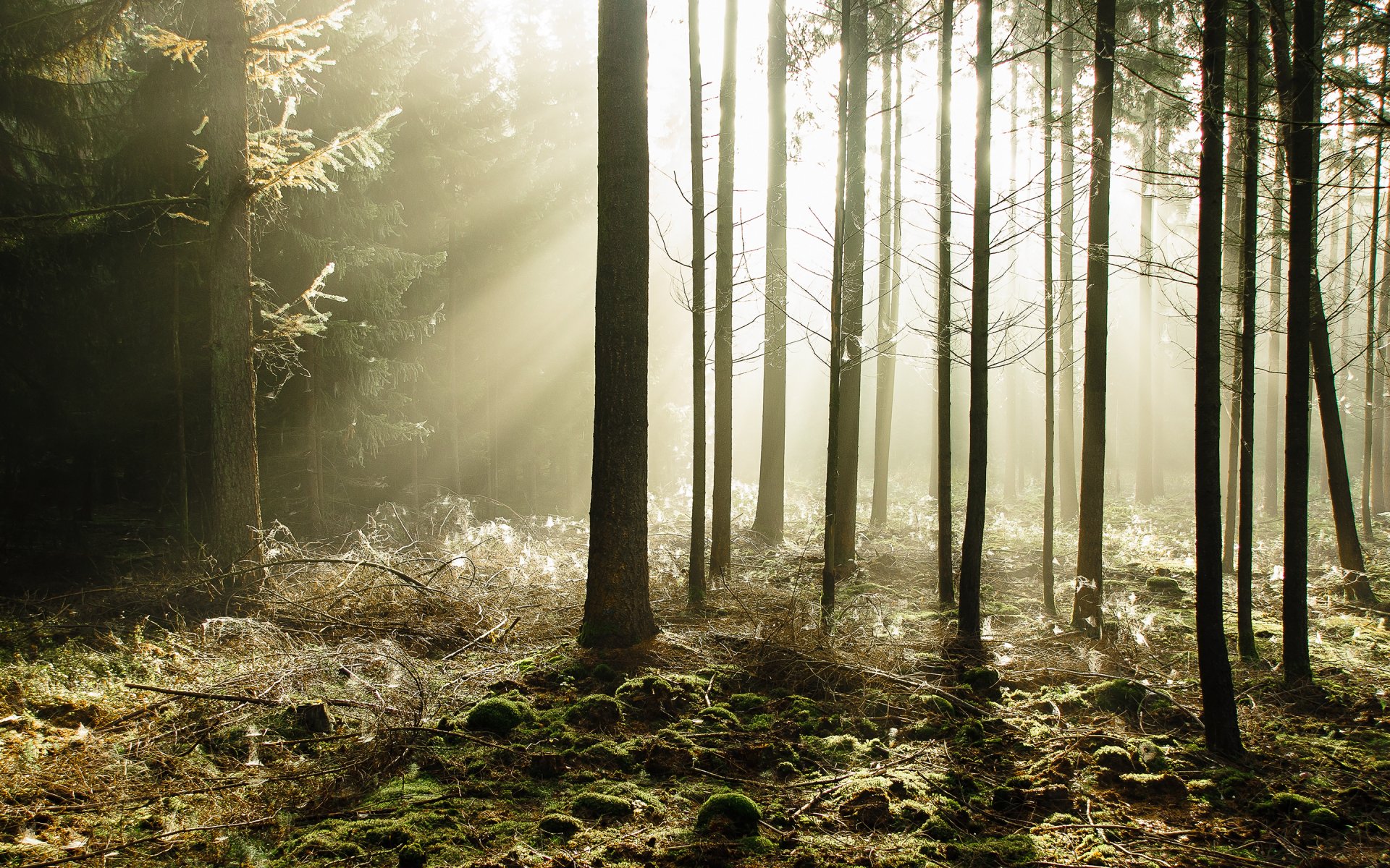 wald bäume sonnenstrahlen