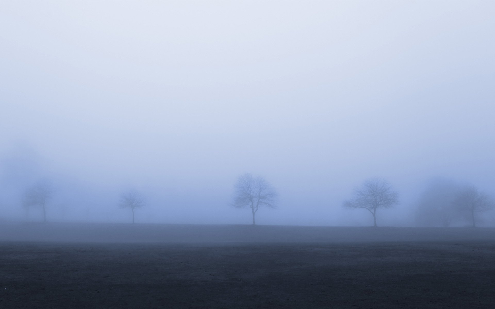 arbres brouillard sombre automne