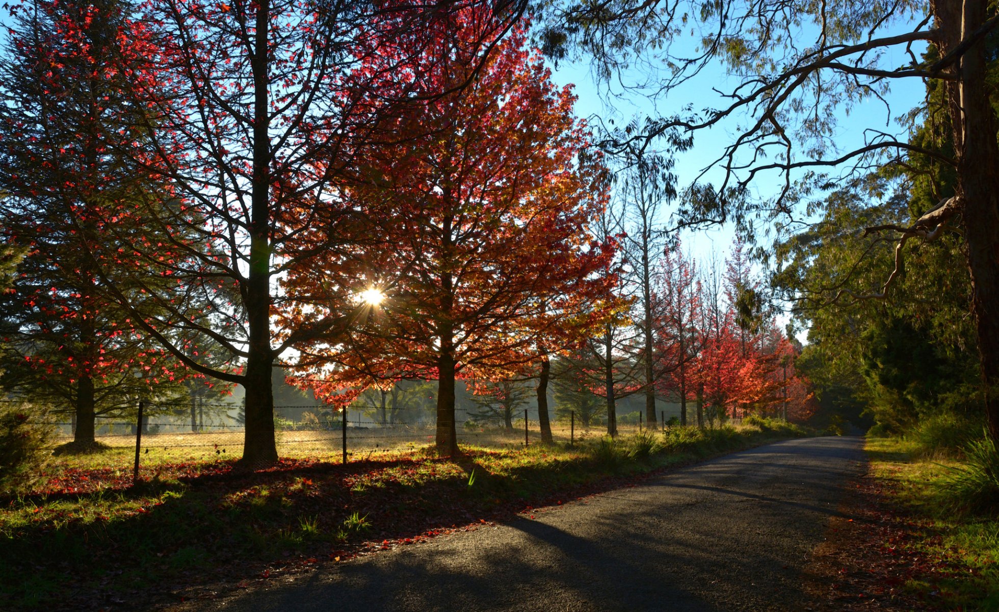 himmel sonne sonnenuntergang strahlen straße bäume herbst