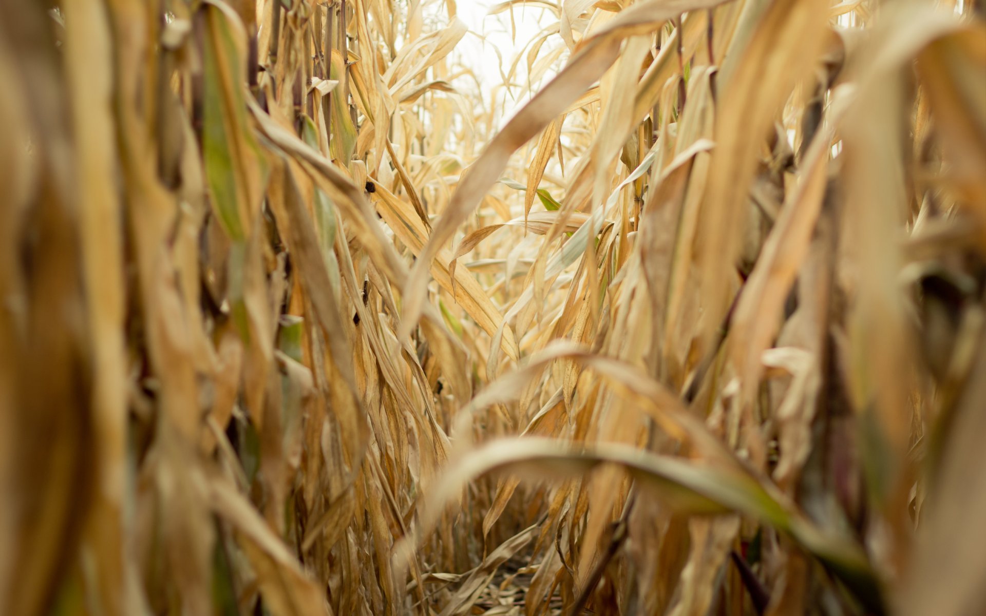 feld mais gelb trocken herbst natur